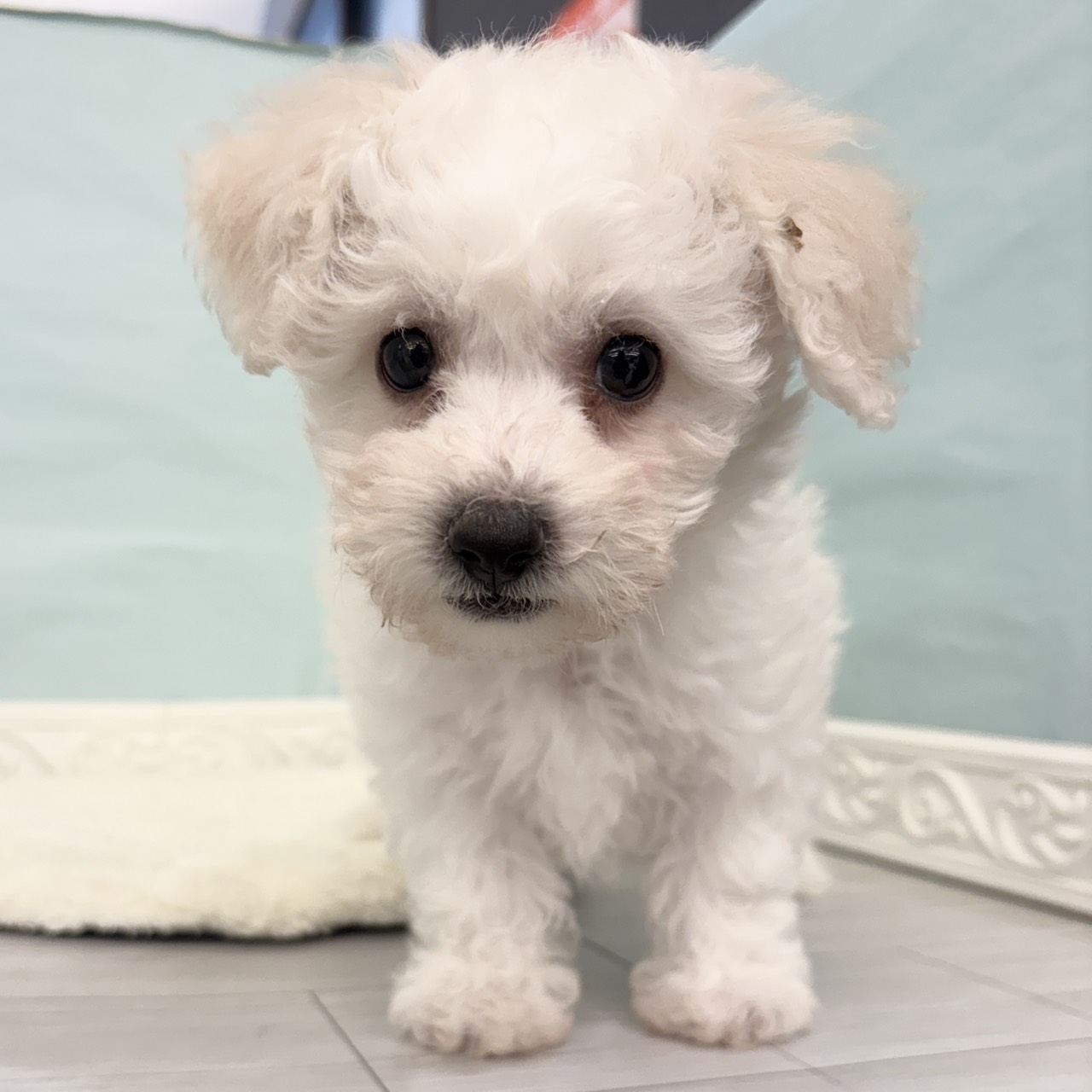 愛知県のビションフリーゼ (犬の家＆猫の里春日井本店/2025年10月5日生まれ/男の子/ホワイト)の子犬の4枚目の画像