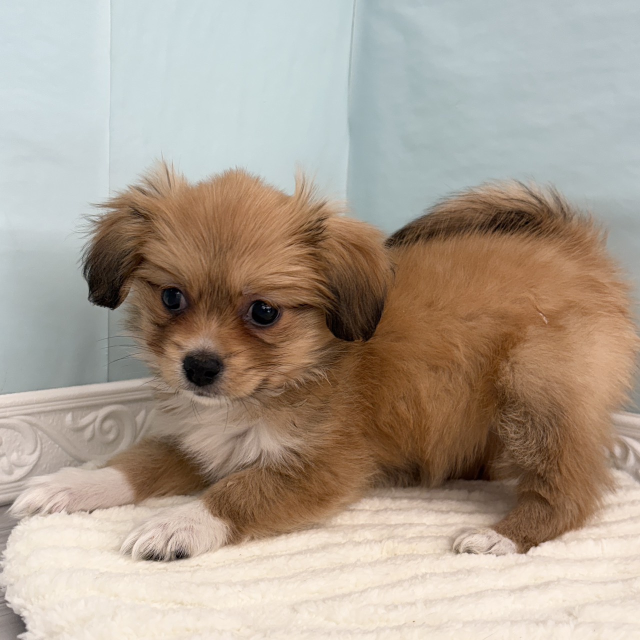 神奈川県のハーフ犬・ミックス犬 (犬の家＆猫の里相模原店/2025年10月8日生まれ/女の子/フォーンホワイト)の子犬の4枚目の画像