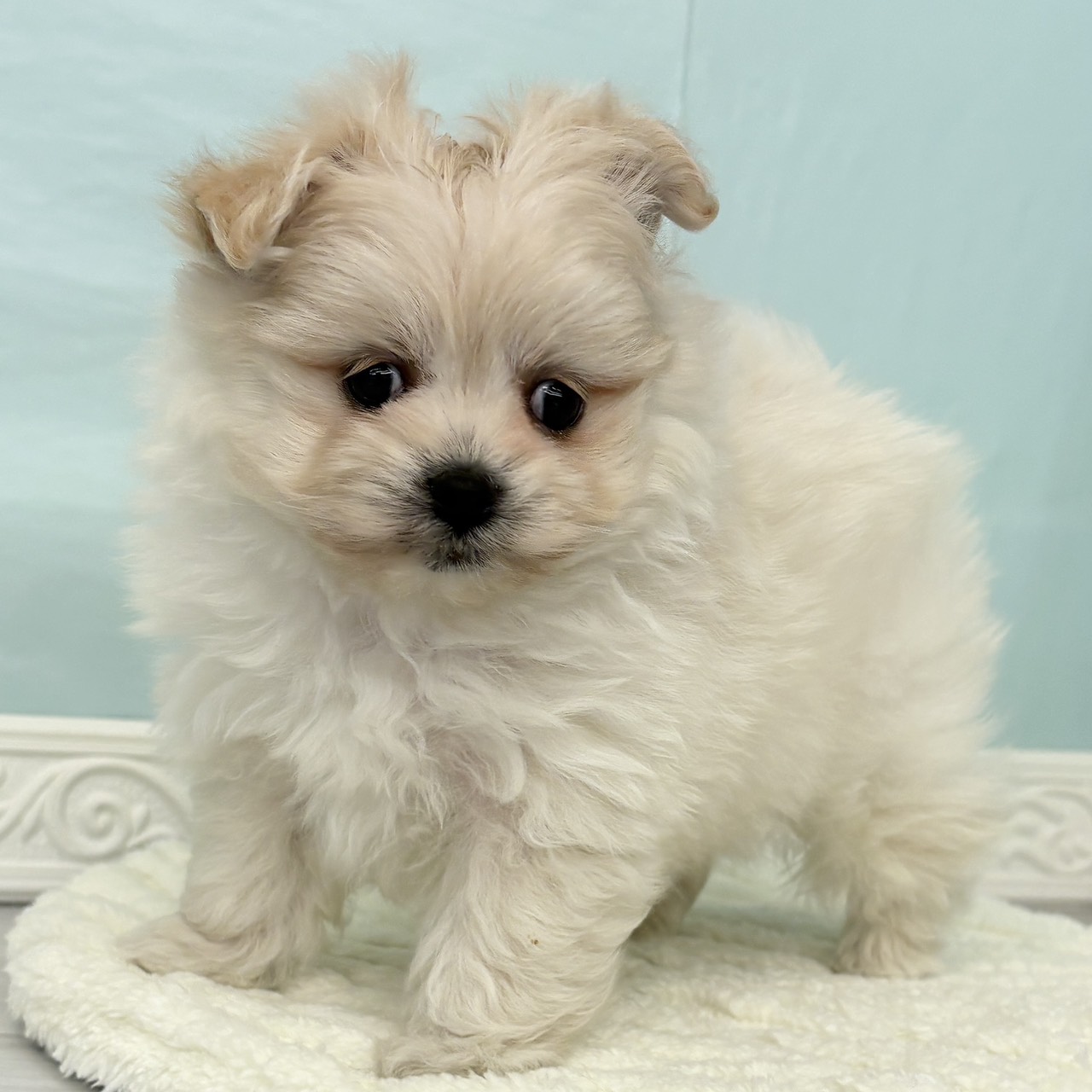 愛知県のポメビション(ポメラニアン×ビションフリーゼ) (犬の家＆猫の里春日井本店/2025年10月5日生まれ/女の子/クリーム)の子犬の4枚目の画像