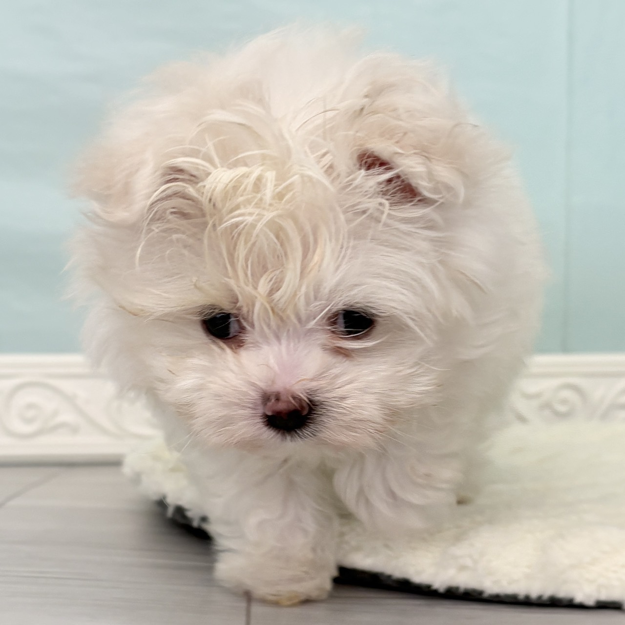 愛知県のポメビション(ポメラニアン×ビションフリーゼ) (犬の家＆猫の里春日井本店/2025年10月5日生まれ/女の子/クリーム)の子犬の4枚目の画像