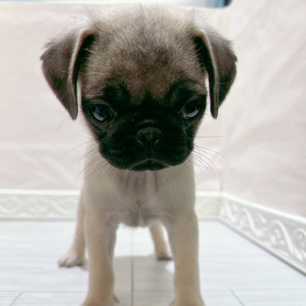 愛知県のパグ (犬の家＆猫の里春日井本店/2025年10月17日生まれ/女の子/フォーン)の子犬の4枚目の画像