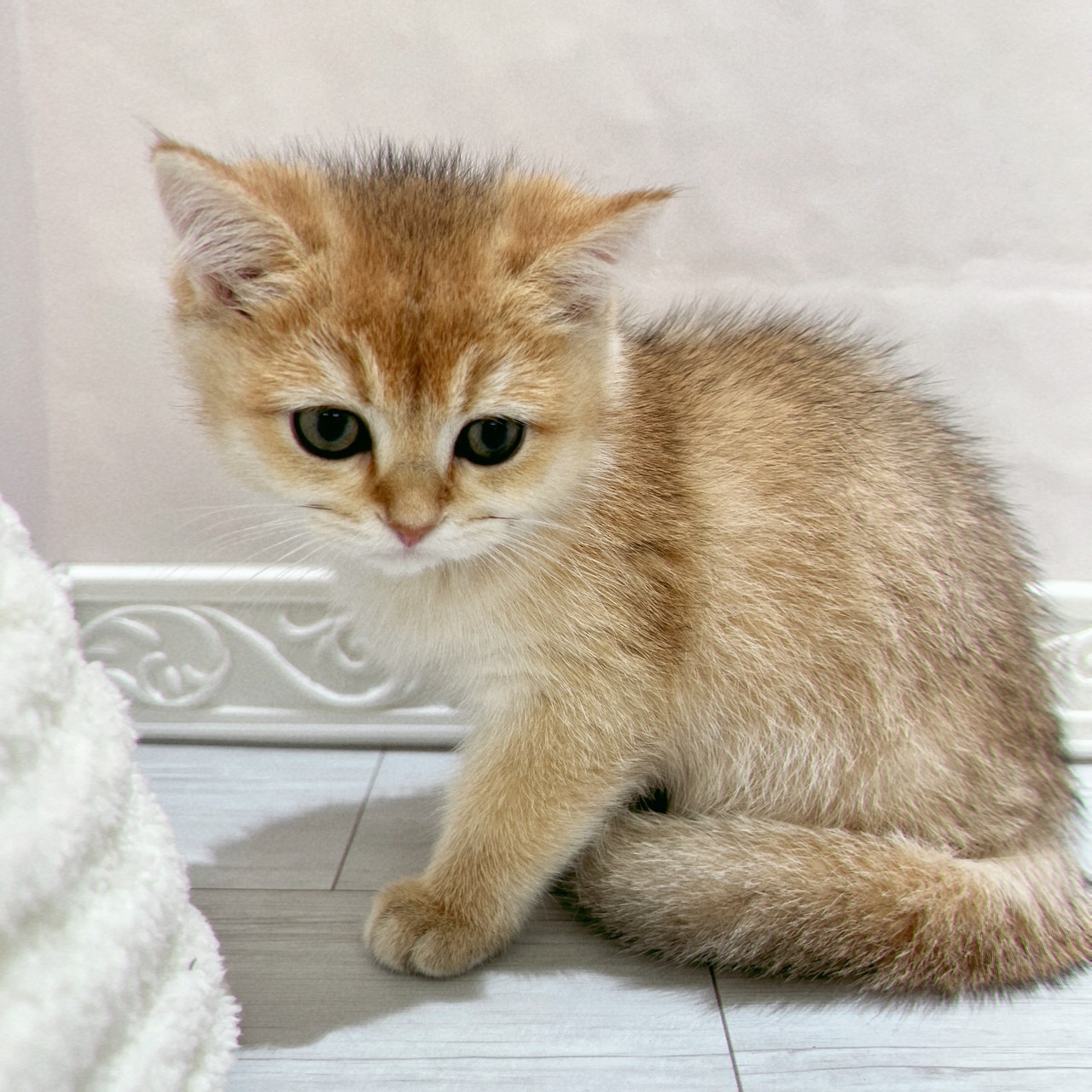 愛知県のブリティッシュショートヘアー (犬の家＆猫の里春日井本店/2025年10月14日生まれ/女の子/シェーデットゴールデン)の子猫の4枚目の画像