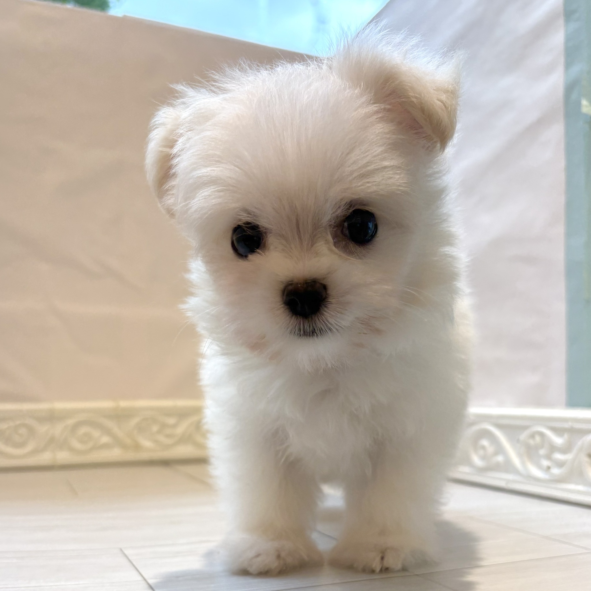 ハーフ犬男の子の写真