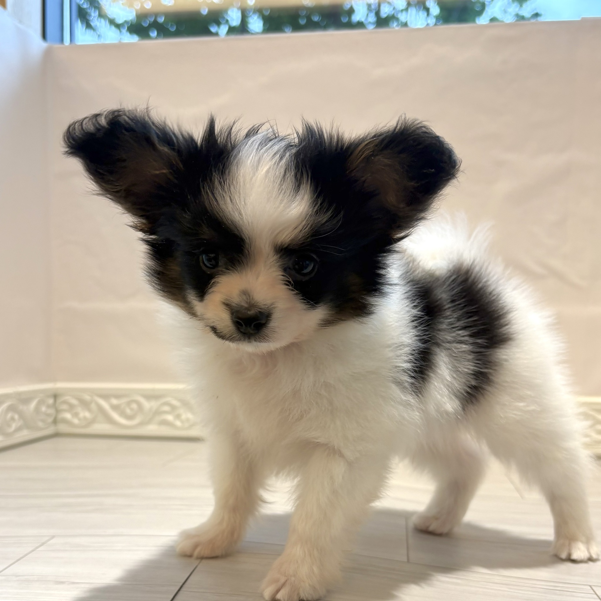 愛知県のパピヨン (犬の家＆猫の里春日井本店/2026年3月22日生まれ/男の子/トライカラー)の子犬の4枚目の画像