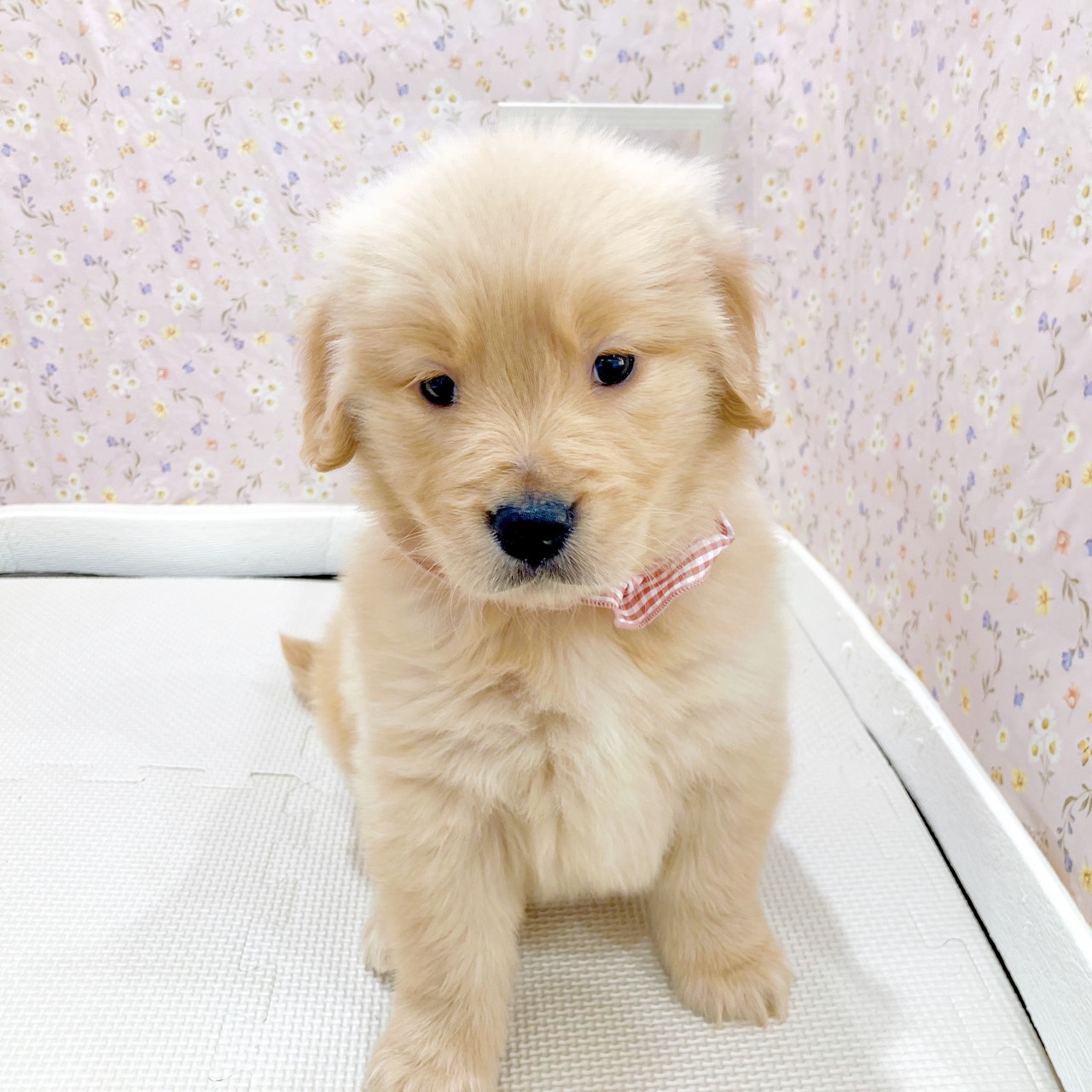 石川県のゴールデンレトリバー (犬の家＆猫の里金沢店/2025年10月27日生まれ/女の子/ゴールデン)の子犬の4枚目の画像