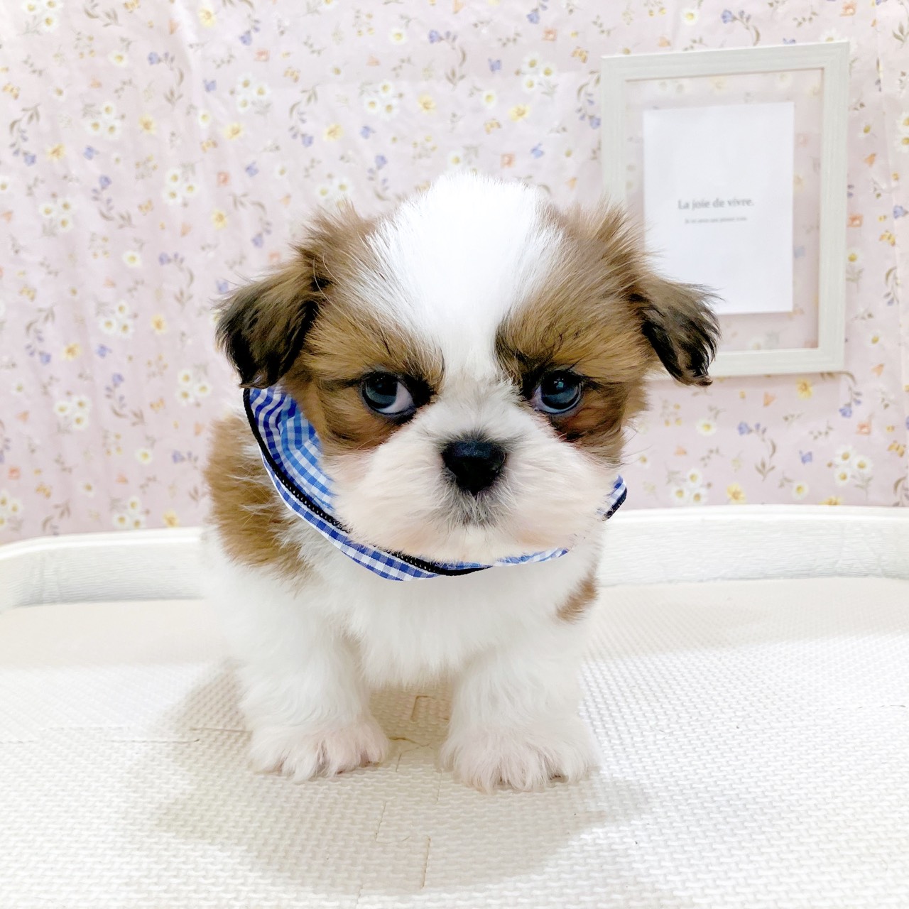 石川県のシーズー (犬の家＆猫の里金沢店/2025年10月27日生まれ/男の子/ゴールドホワイト)の子犬の4枚目の画像