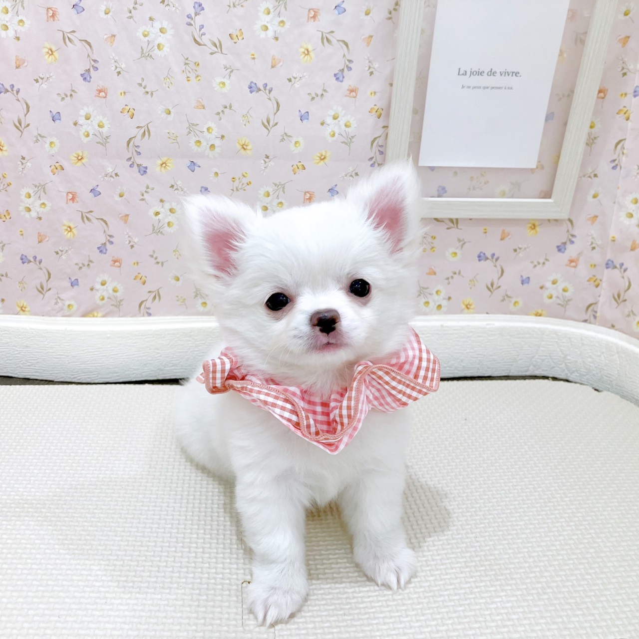 石川県のチワワ(ロング) (犬の家＆猫の里金沢店/2025年10月20日生まれ/女の子/クリームホワイト)の子犬の4枚目の画像