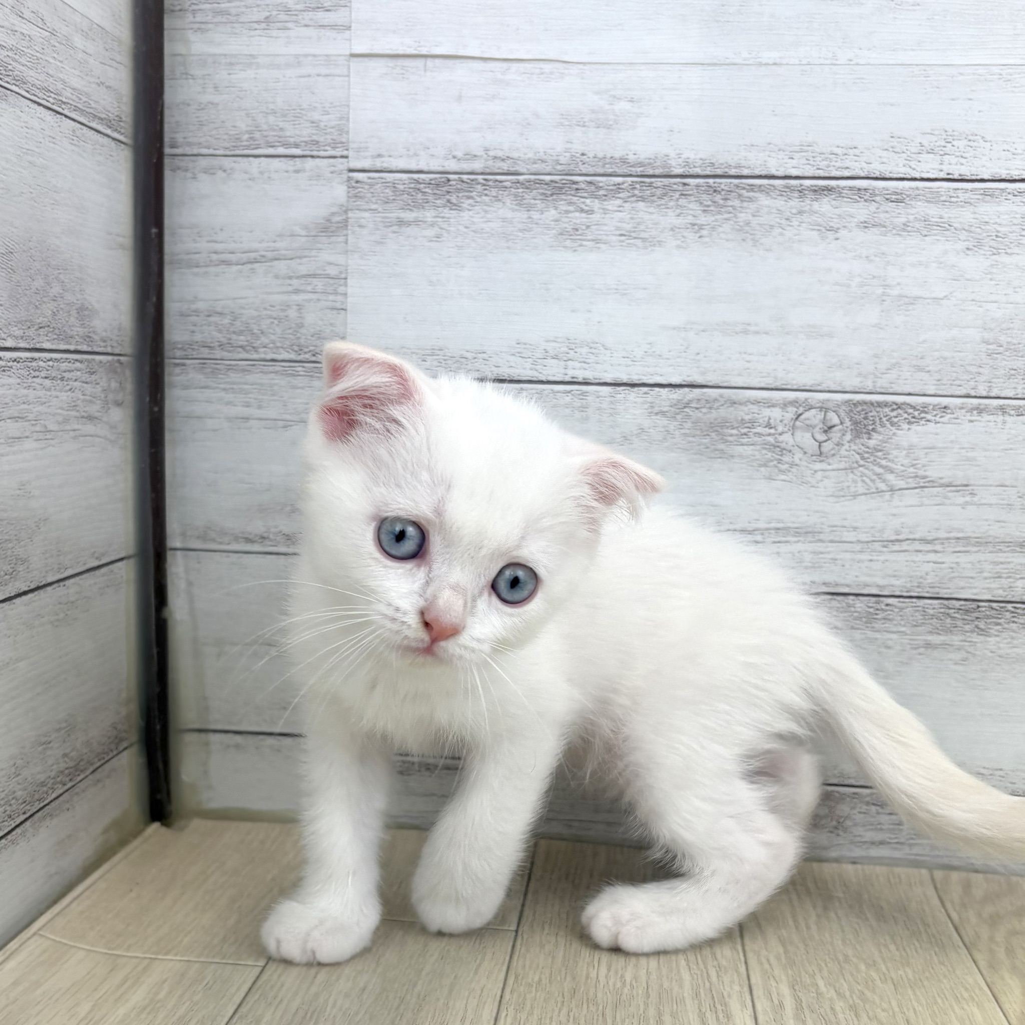 愛知県のスコティッシュフォールド (犬の家＆猫の里春日井本店/2026年4月10日生まれ/男の子/クリームポイントホワイト)の子猫の4枚目の画像