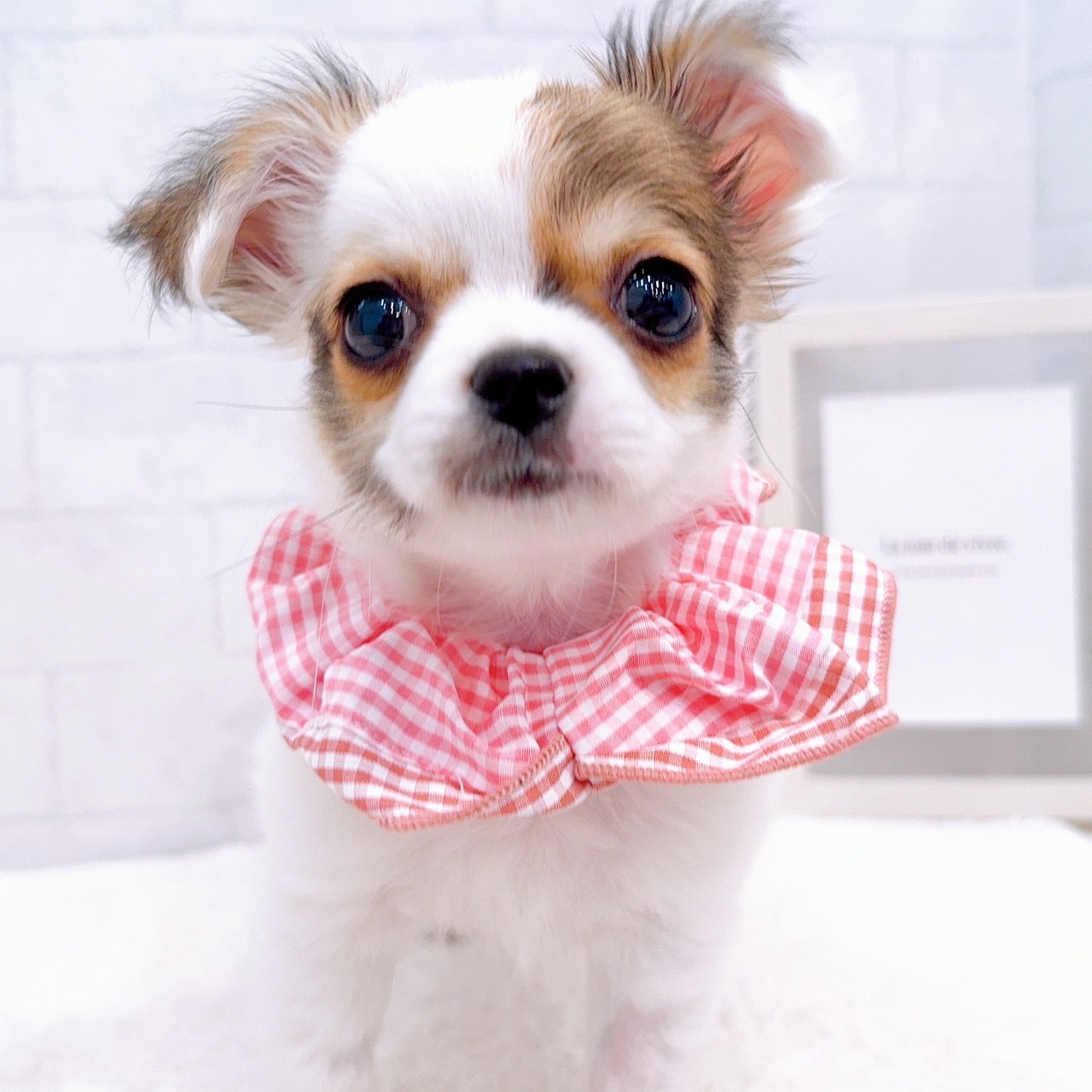 石川県のチワワ(ロング) (犬の家＆猫の里金沢店/2025年10月28日生まれ/女の子/ホワイトレッド)の子犬の4枚目の画像