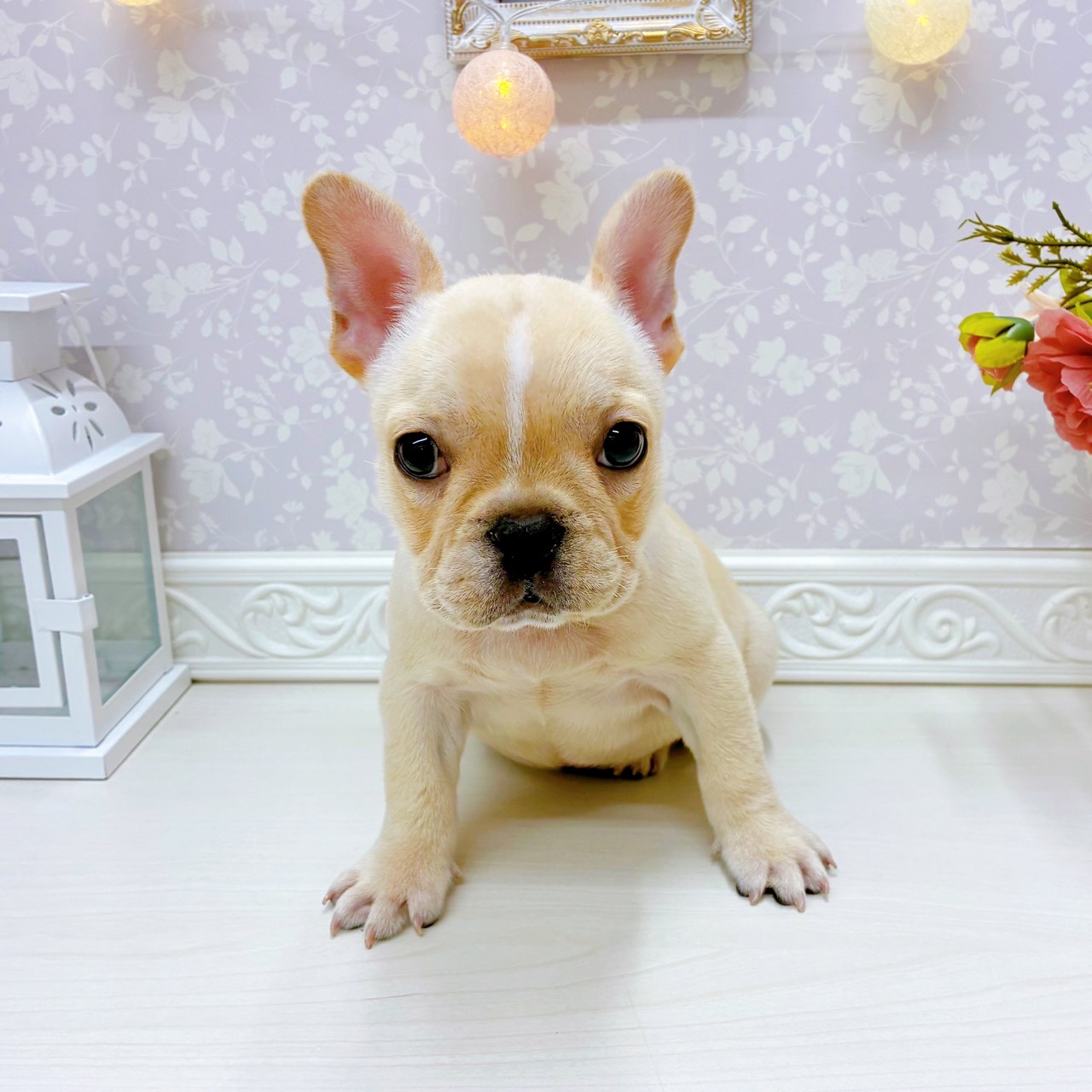 富山県のフレンチブルドッグ (犬の家＆猫の里アミーゴ山室店/2025年12月5日生まれ/女の子/クリーム)の子犬の4枚目の画像