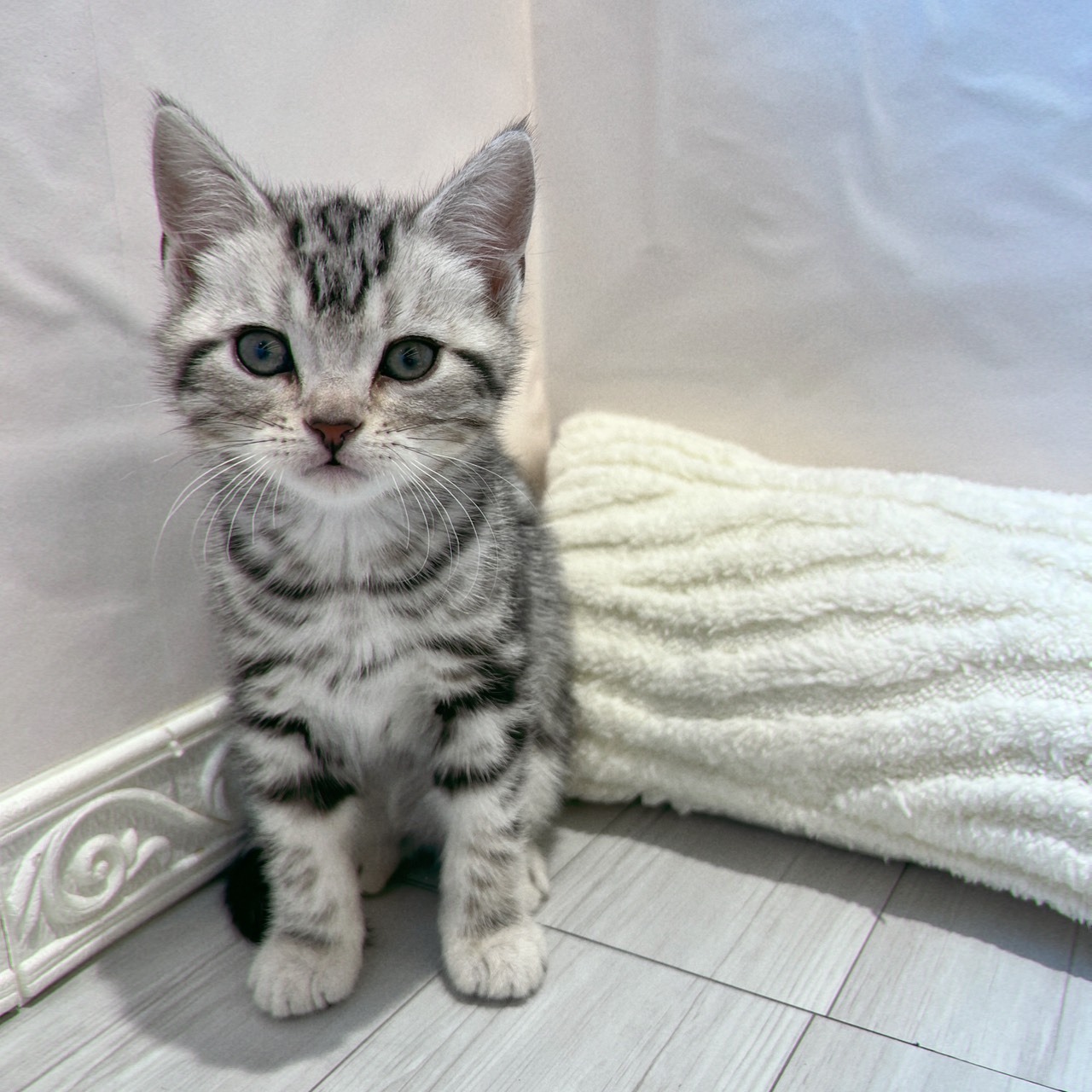 愛知県のアメリカンショートヘアー (犬の家＆猫の里春日井本店/2025年12月2日生まれ/男の子/シルバータビー)の子猫の4枚目の画像