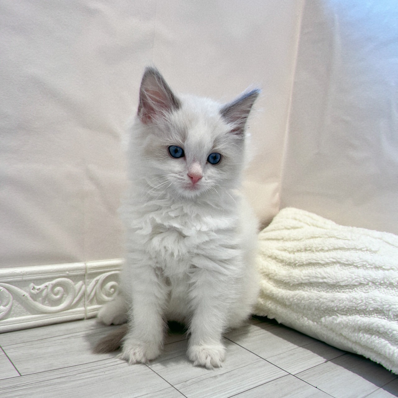 愛知県のラグドール (犬の家＆猫の里春日井本店/2025年11月28日生まれ/男の子/ブルーポイントバイカラー)の子猫の4枚目の画像