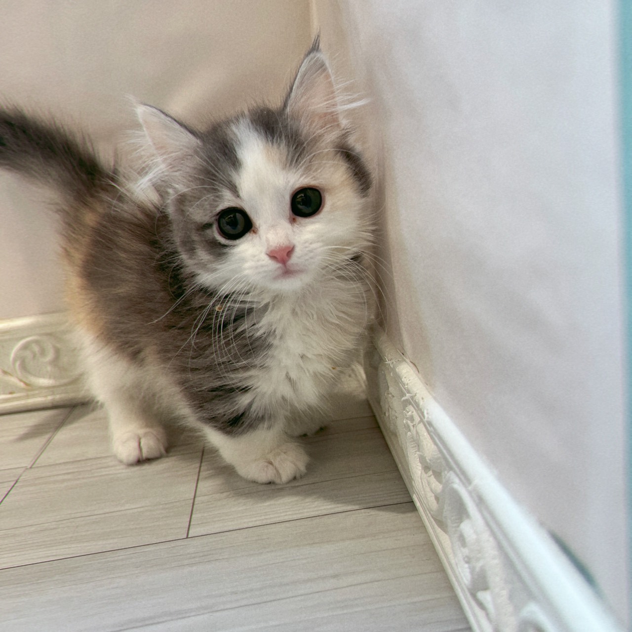 愛知県のマンチカン (犬の家＆猫の里春日井本店/2025年12月31日生まれ/女の子/ブルーシルバーパッチドタビーホワイト)の子猫の4枚目の画像