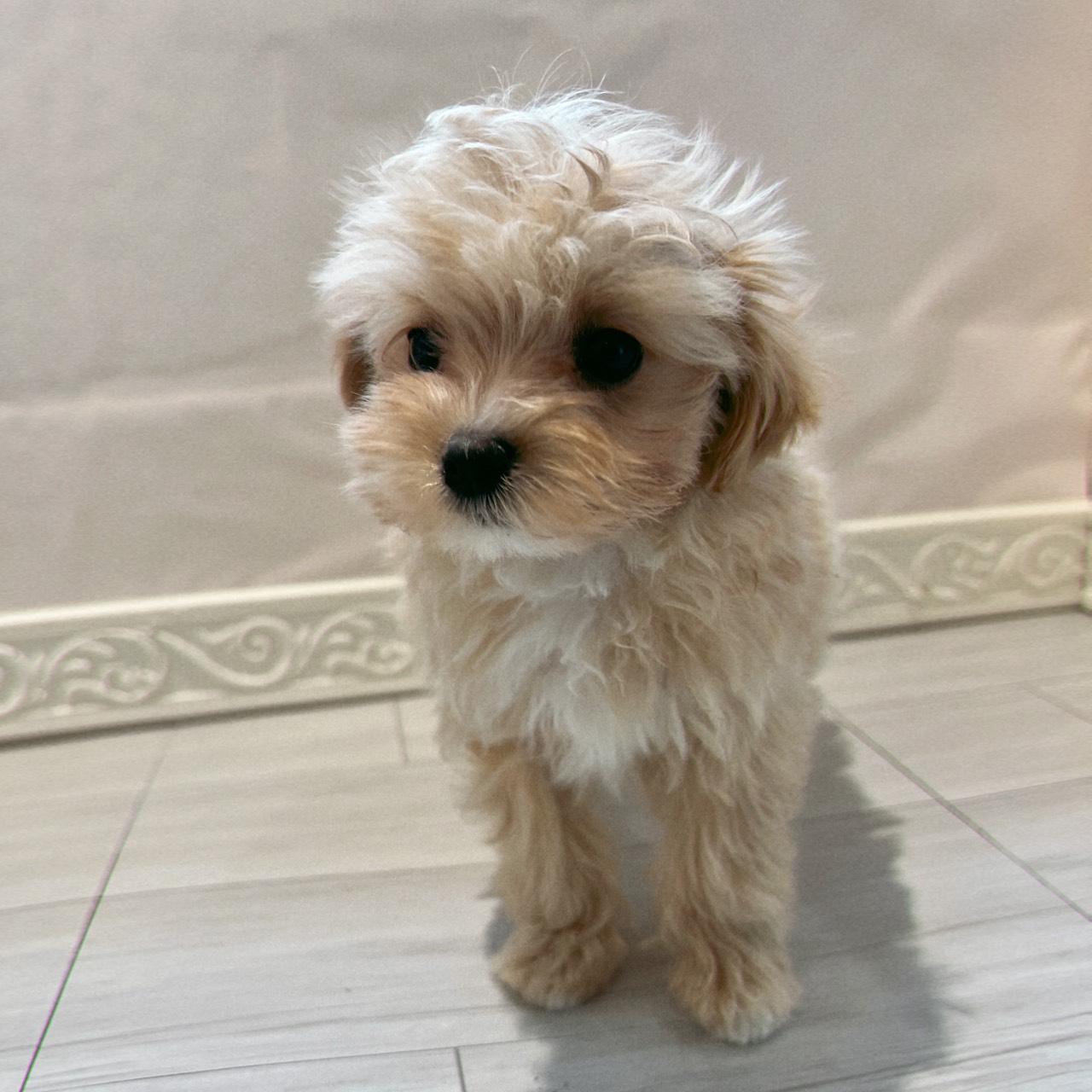 愛知県のマルプー(マルチーズ×プードル) (犬の家＆猫の里春日井本店/2025年12月29日生まれ/女の子/クリームホワイト)の子犬の4枚目の画像