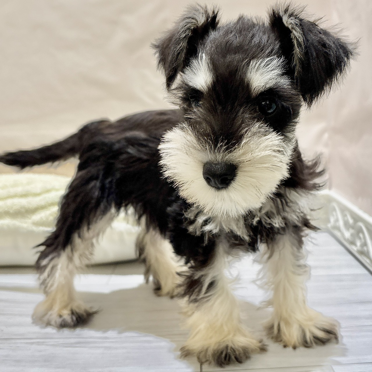 福岡県のミニチュアシュナウザー (犬の家＆猫の里くりえいと宗像店/2025年10月3日生まれ/女の子/ブラックシルバー)の子犬の4枚目の画像