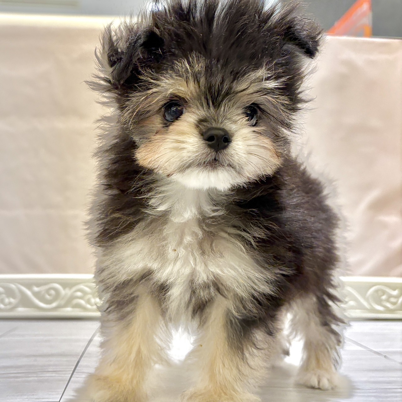 愛知県のポメマル/マルポメ(ポメラニアン×マルチーズ) (犬の家＆猫の里春日井本店/2025年10月4日生まれ/男の子/ブラッククリーム)の子犬の4枚目の画像
