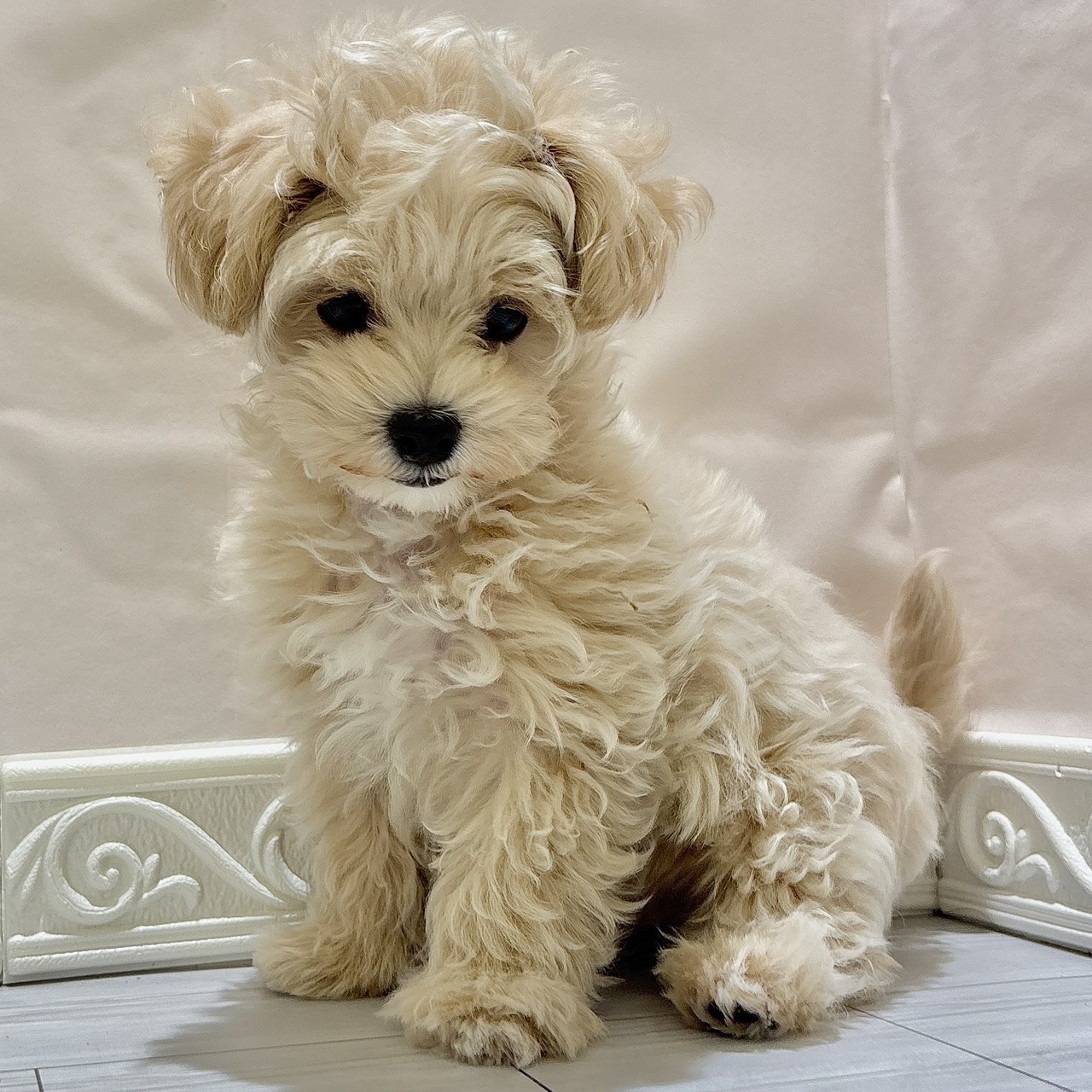 愛知県のマルプー(マルチーズ×プードル) (犬の家＆猫の里春日井本店/2025年10月3日生まれ/男の子/クリームホワイト)の子犬の4枚目の画像