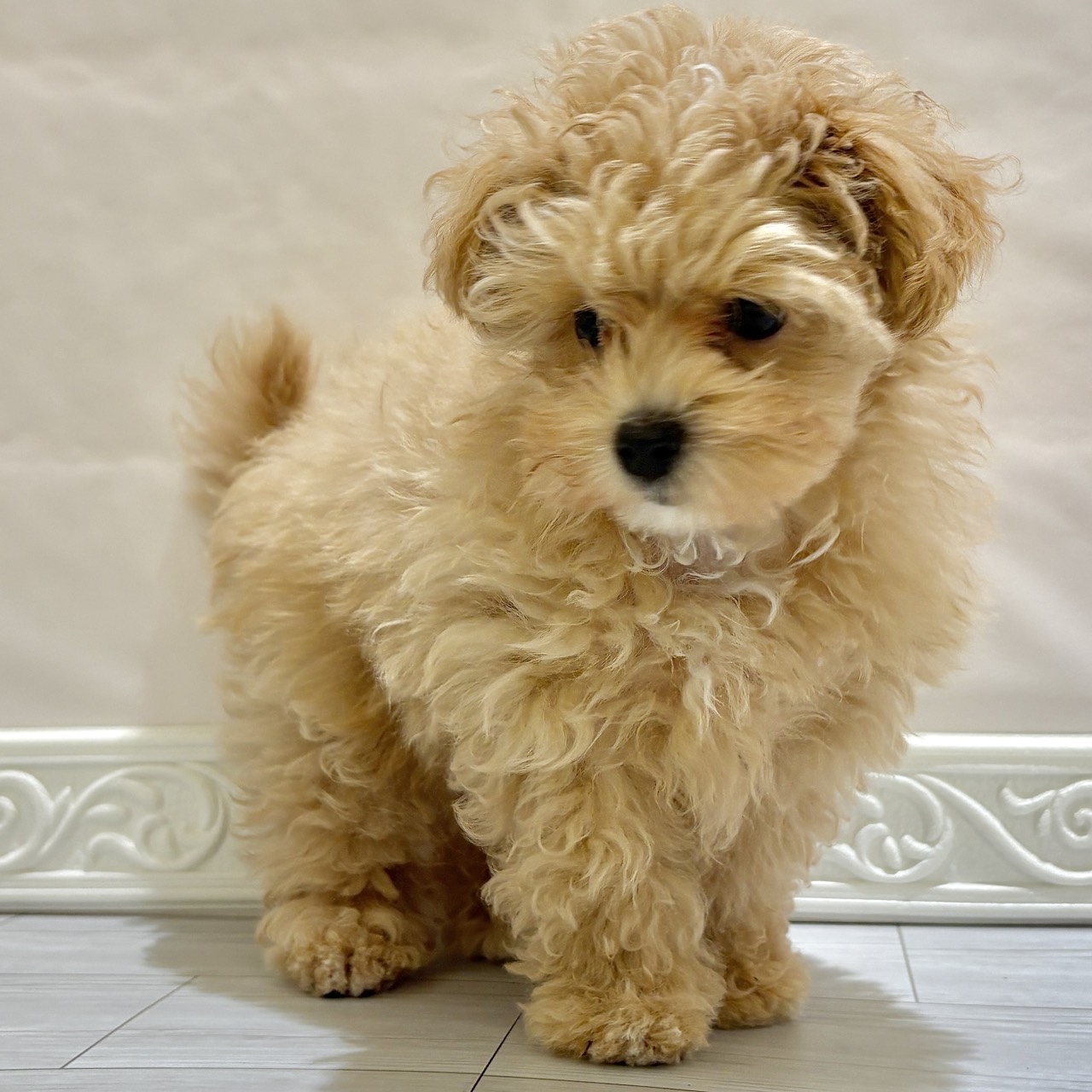 愛知県のマルプー(マルチーズ×プードル) (犬の家＆猫の里春日井本店/2025年10月3日生まれ/女の子/アプリコットホワイト)の子犬の4枚目の画像