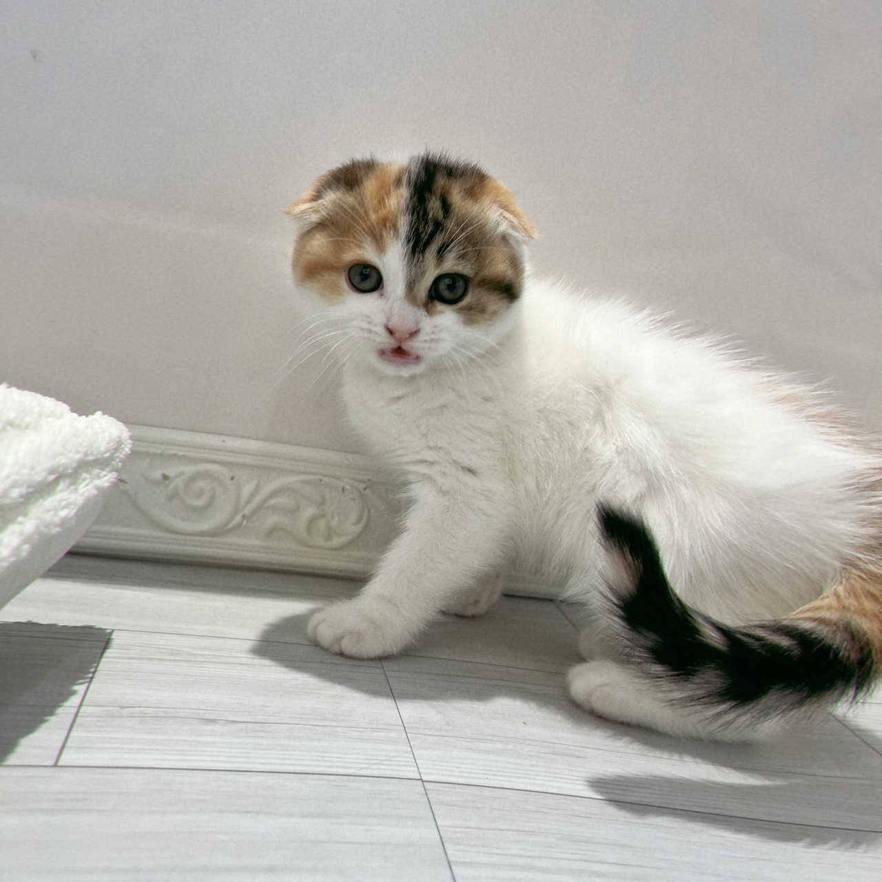 愛知県のスコティッシュフォールド (犬の家＆猫の里春日井本店/2026年2月4日生まれ/女の子/キャリコ)の子猫の4枚目の画像