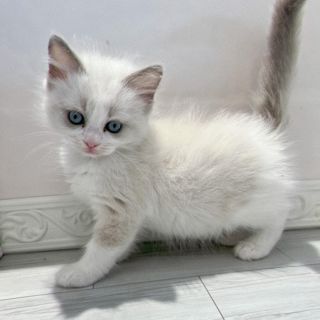 愛知県のラグドール (犬の家＆猫の里春日井本店/2026年1月28日生まれ/女の子/ブルーポイントバイカラー)の子猫の4枚目の画像