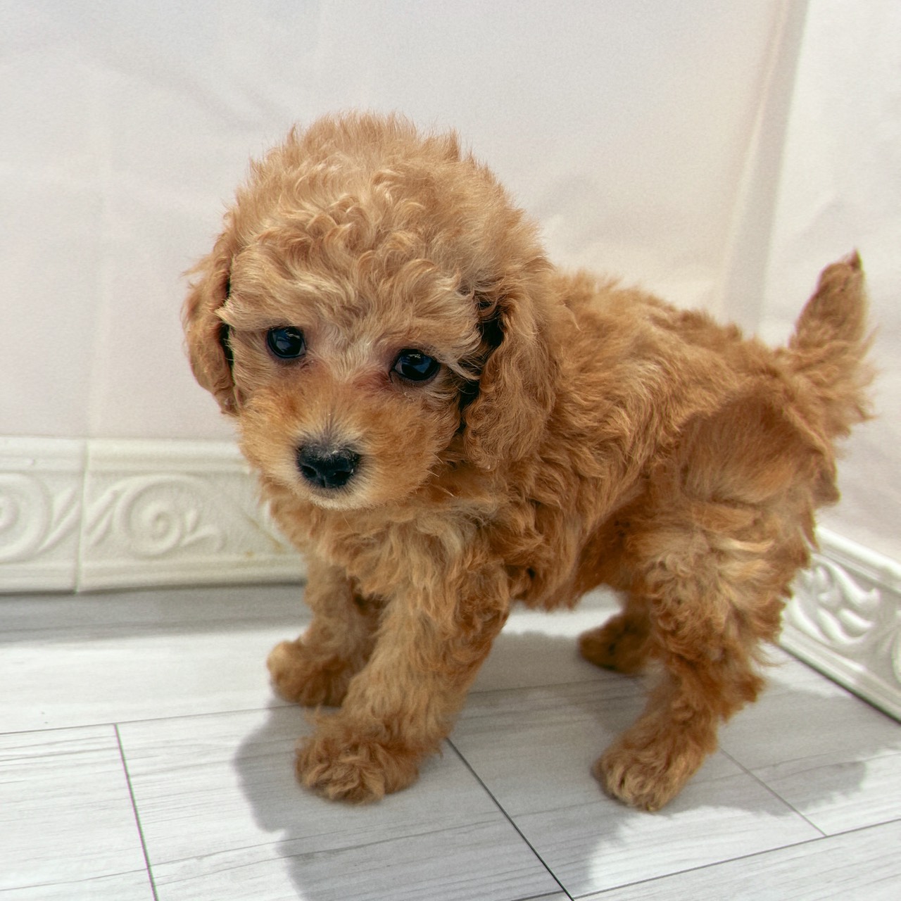 愛知県のトイプードル(トイ) (犬の家＆猫の里春日井本店/2026年2月2日生まれ/男の子/オレンジフォーン)の子犬の4枚目の画像