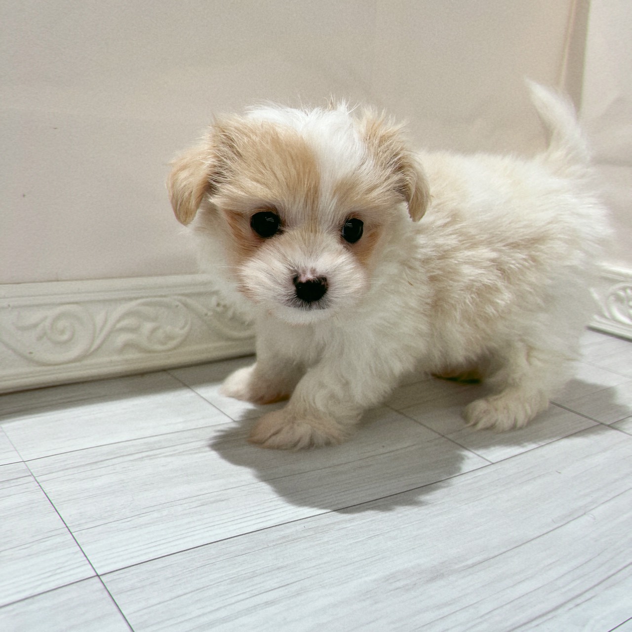 愛知県のチワマル/マルチワ(チワワ×マルチーズ) (犬の家＆猫の里春日井本店/2026年2月2日生まれ/男の子/ホワイトレッド)の子犬の4枚目の画像