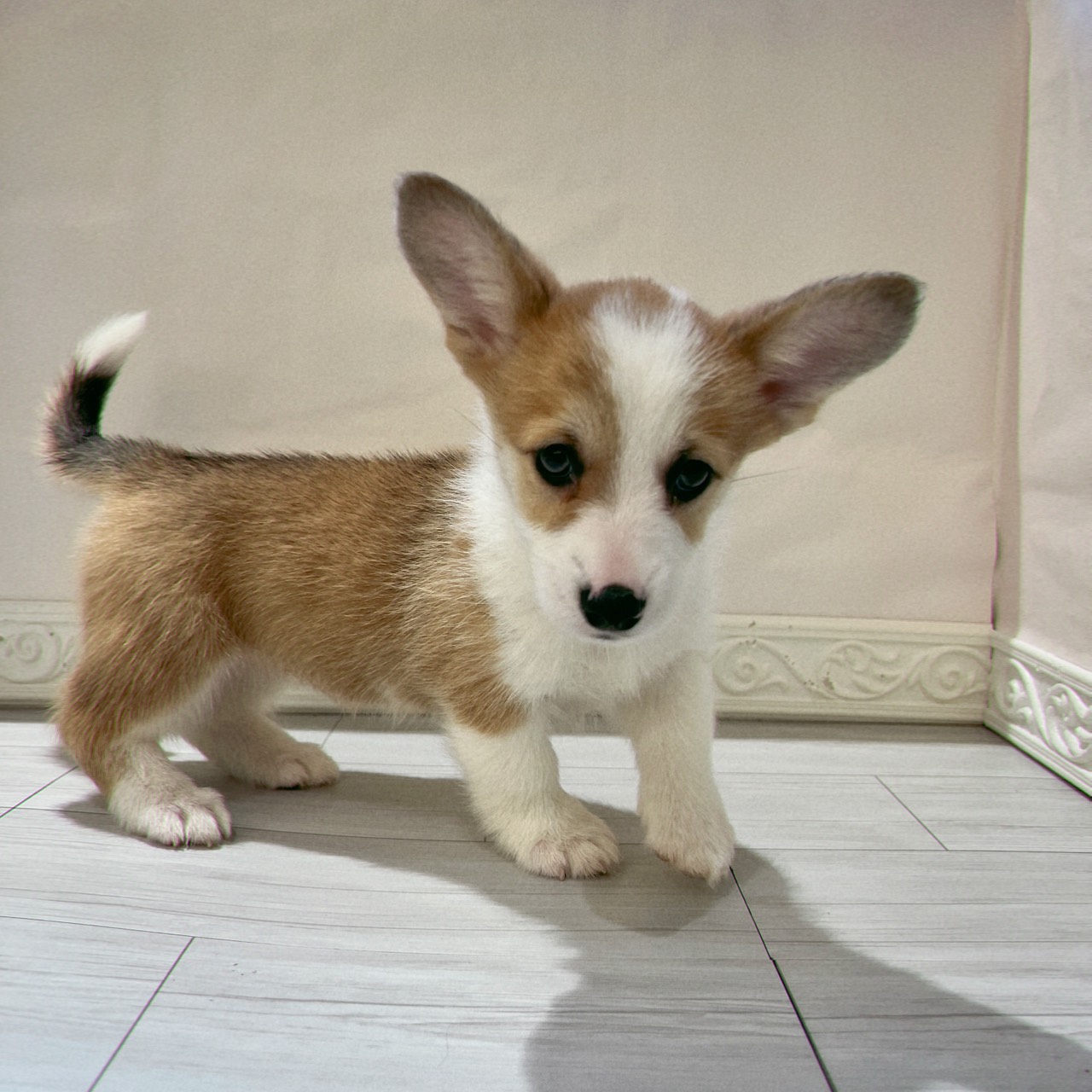 愛知県のウェルシュコーギーペンブローク (犬の家＆猫の里春日井本店/2026年1月26日生まれ/女の子/レッドホワイト)の子犬の4枚目の画像