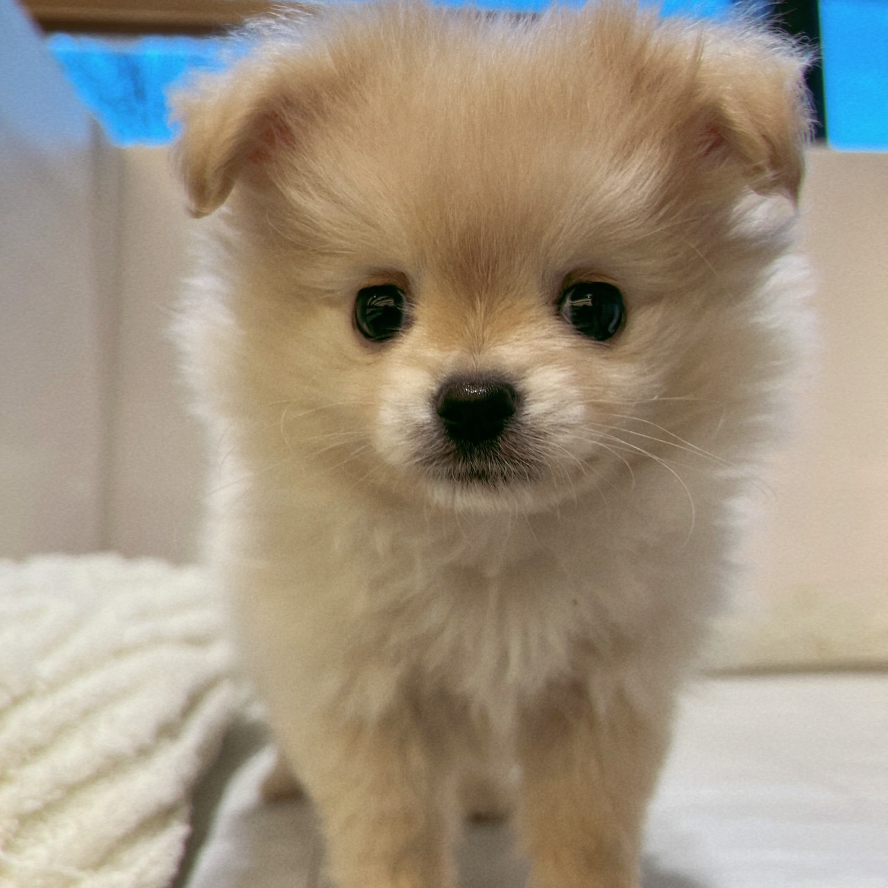 愛知県のポメチワ/チワポメ/ポメチー(ポメラニアン×チワワ) (犬の家＆猫の里春日井本店/2026年1月28日生まれ/男の子/クリーム)の子犬の4枚目の画像