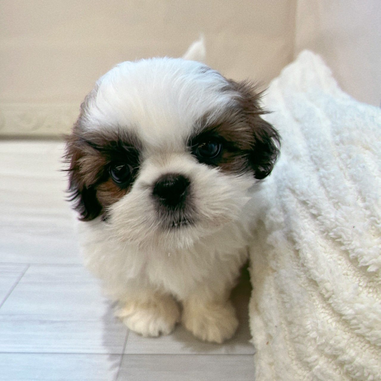 愛知県のシーズー (犬の家＆猫の里春日井本店/2026年2月3日生まれ/女の子/ゴールドホワイト)の子犬の4枚目の画像