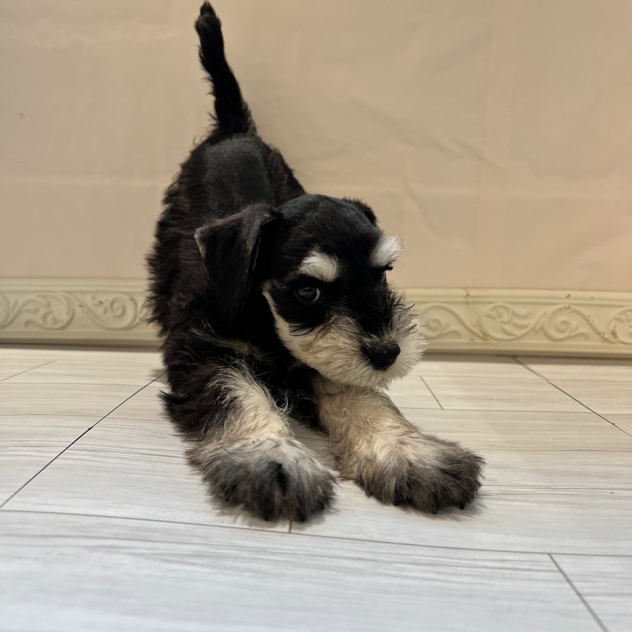 愛知県のミニチュアシュナウザー (犬の家＆猫の里春日井本店/2026年2月7日生まれ/男の子/ブラックシルバー)の子犬の4枚目の画像