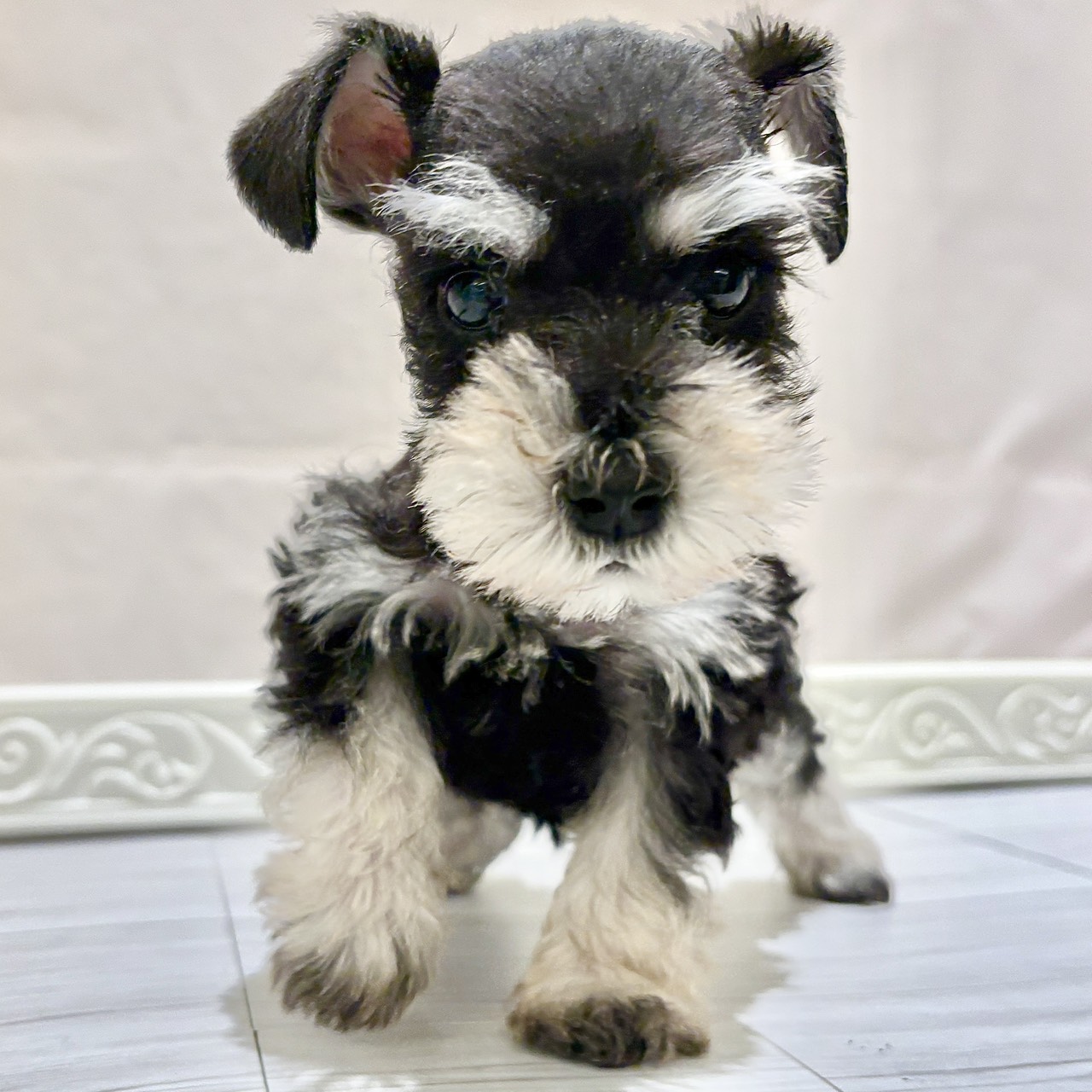 愛知県のミニチュアシュナウザー (犬の家＆猫の里春日井本店/2025年10月22日生まれ/男の子/ブラックシルバー)の子犬の4枚目の画像