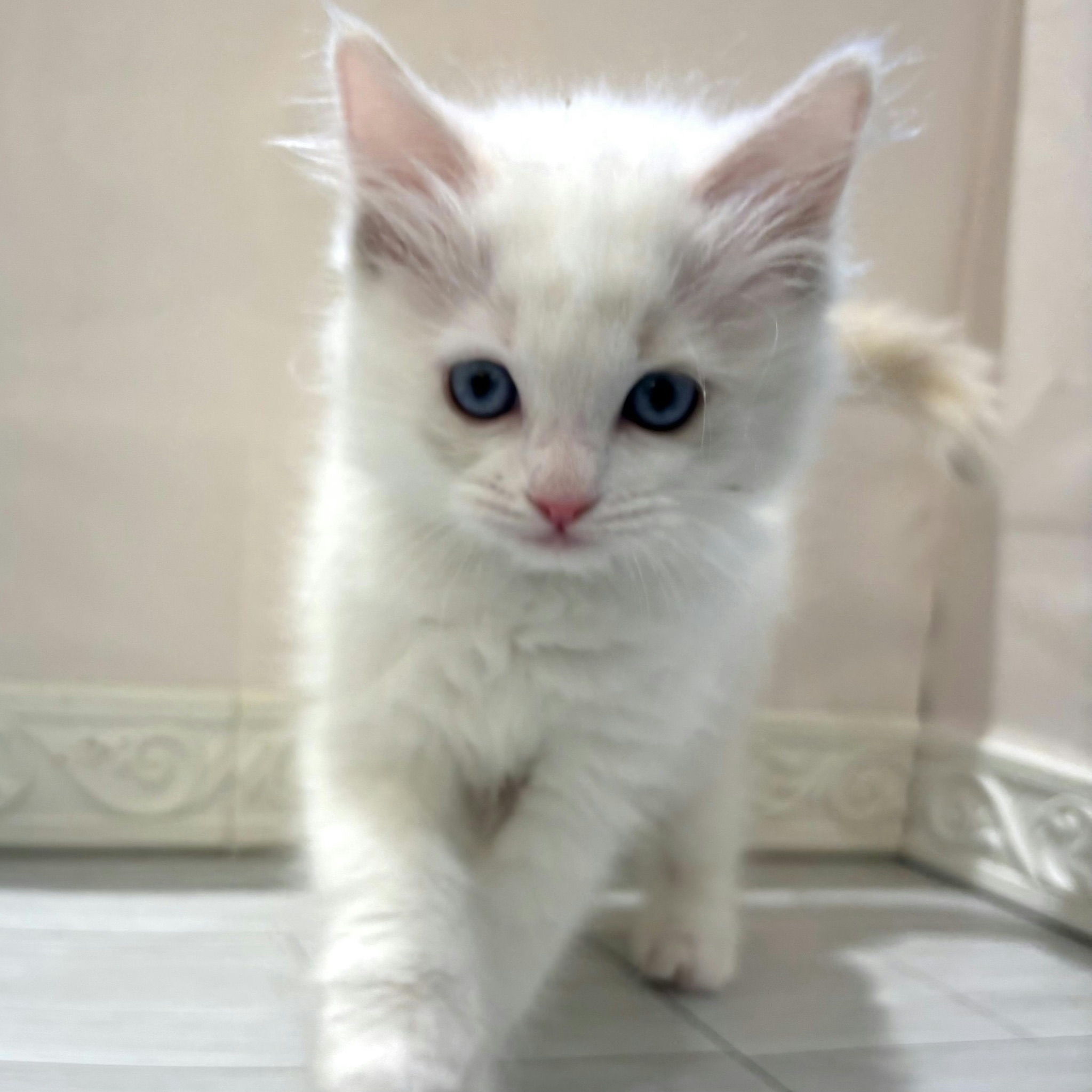 愛知県のラグドール (犬の家＆猫の里春日井本店/2026年1月8日生まれ/女の子/ブルークリームポイントバイカラー)の子猫の4枚目の画像