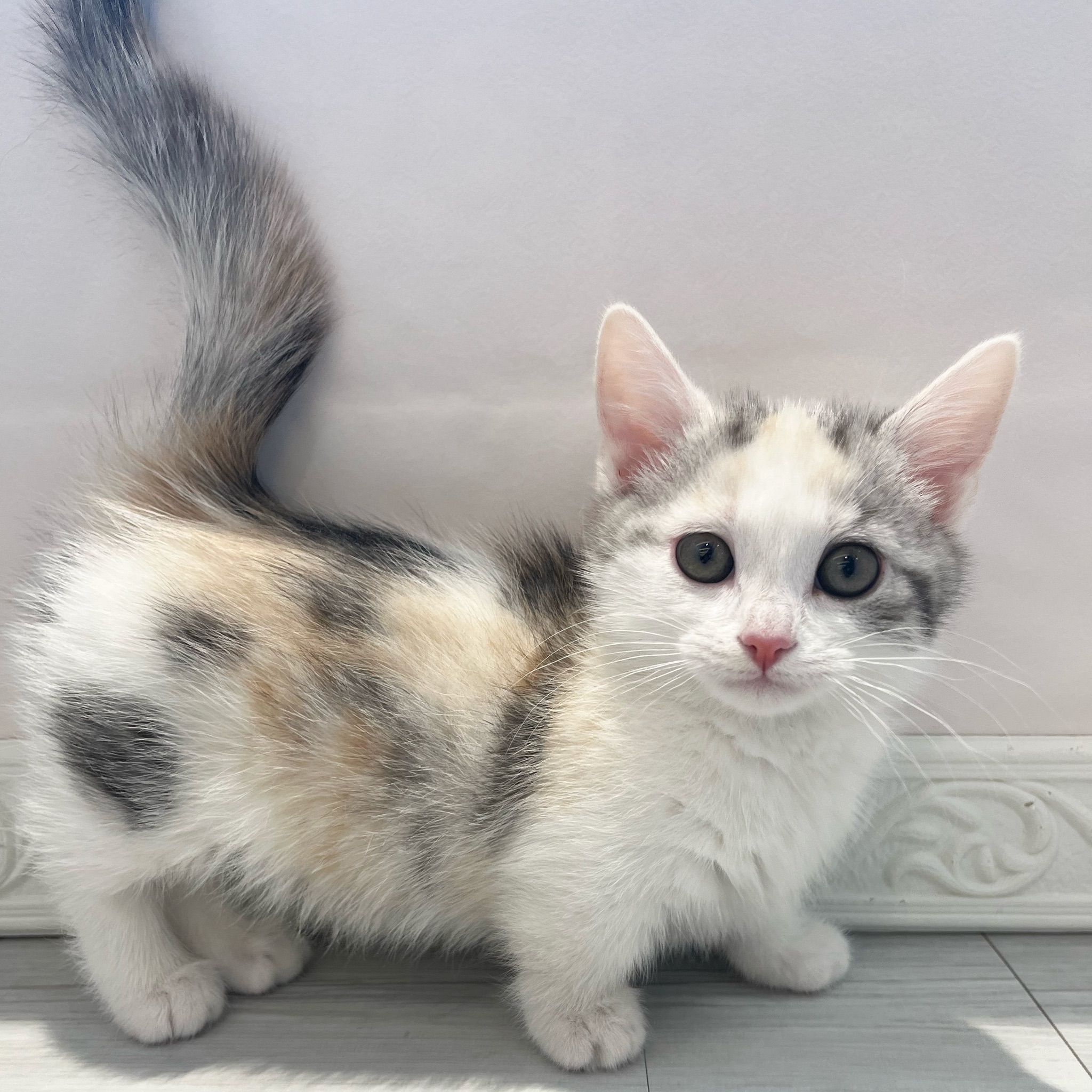 愛知県のマンチカン (犬の家＆猫の里春日井本店/2026年1月10日生まれ/女の子/シルバーパッチドタビーホワイト)の子猫の4枚目の画像