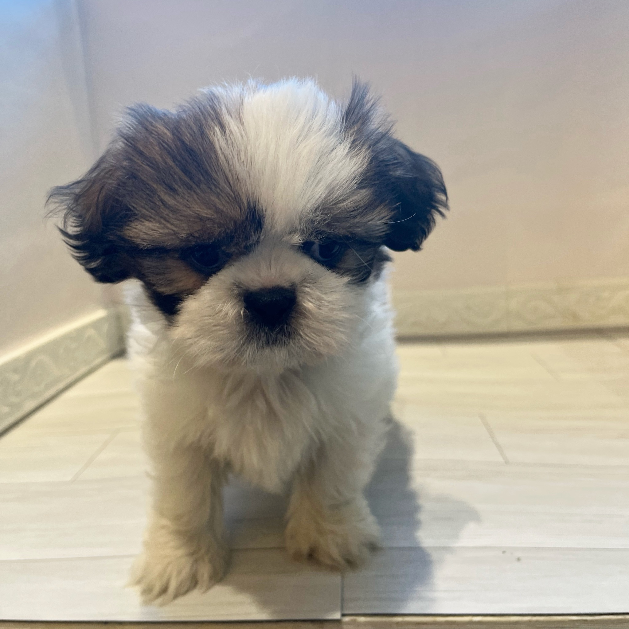 愛知県のシーズー (犬の家＆猫の里春日井本店/2026年1月7日生まれ/女の子/ホワイトゴールド)の子犬の4枚目の画像
