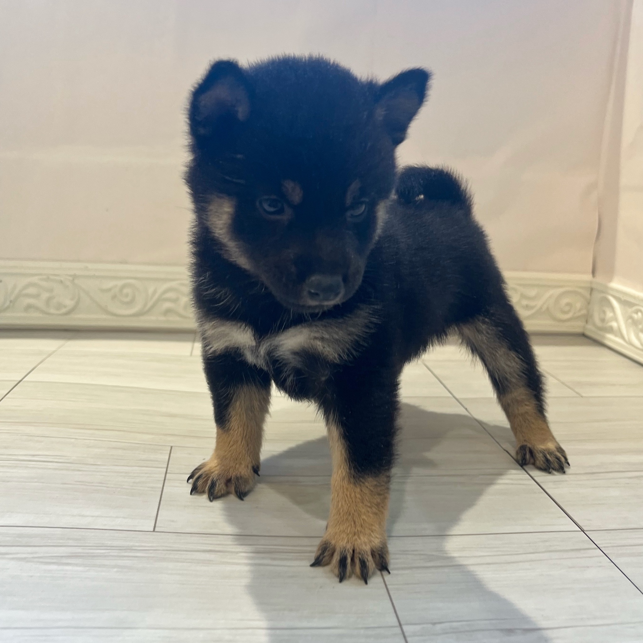 愛知県の豆柴 (犬の家＆猫の里春日井本店/2026年1月13日生まれ/男の子/黒)の子犬の4枚目の画像