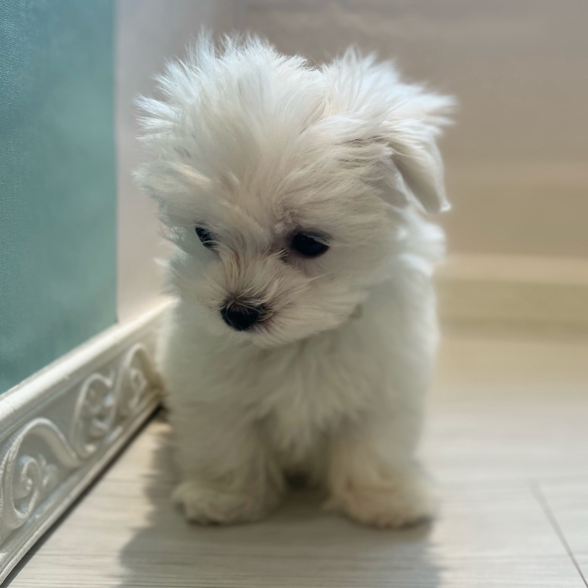 愛知県のマルチーズ (犬の家＆猫の里春日井本店/2026年1月13日生まれ/女の子/ホワイト)の子犬の4枚目の画像