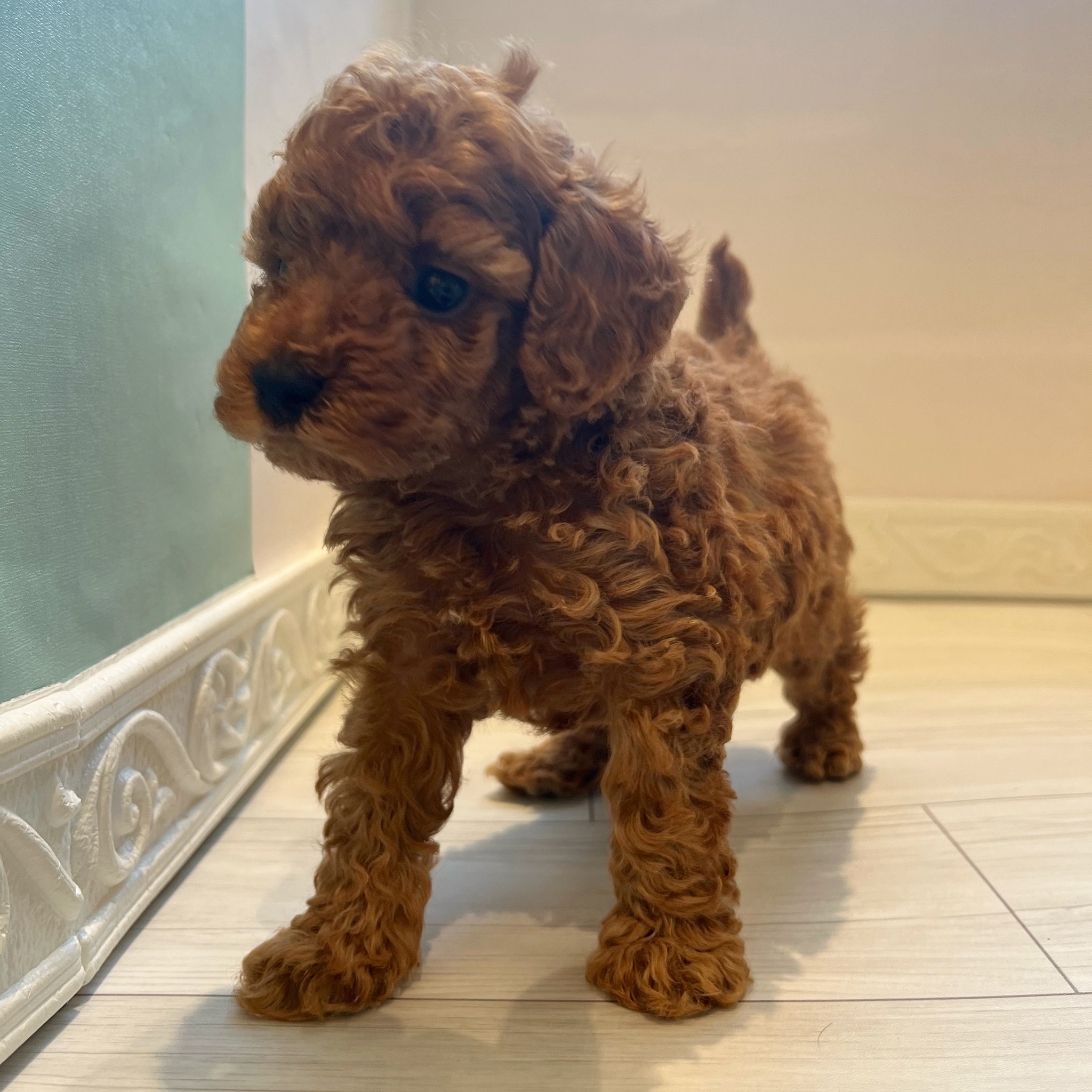 愛知県のトイプードル(トイ) (犬の家＆猫の里春日井本店/2026年2月14日生まれ/男の子/レッド)の子犬の4枚目の画像