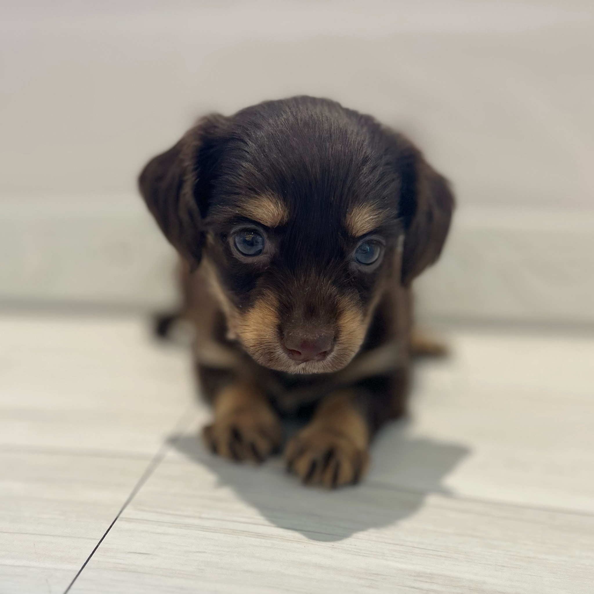 愛知県のチワックス(チワワ×ダックス) (犬の家＆猫の里春日井本店/2026年2月15日生まれ/女の子/チョコレートタン)の子犬の4枚目の画像