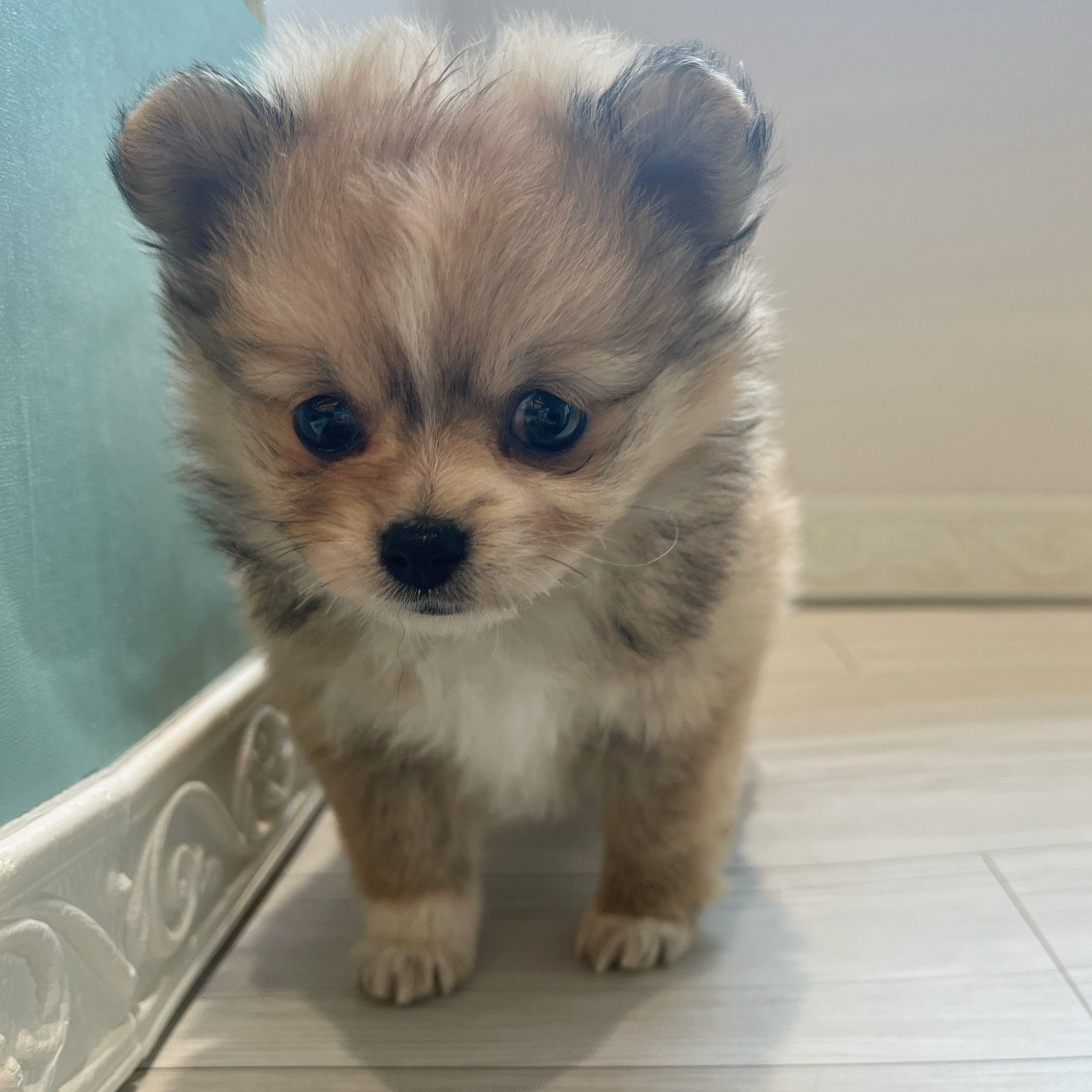 愛知県のポメチワ/チワポメ/ポメチー(ポメラニアン×チワワ) (犬の家＆猫の里春日井本店/2026年2月17日生まれ/女の子/フォーンホワイト)の子犬の4枚目の画像