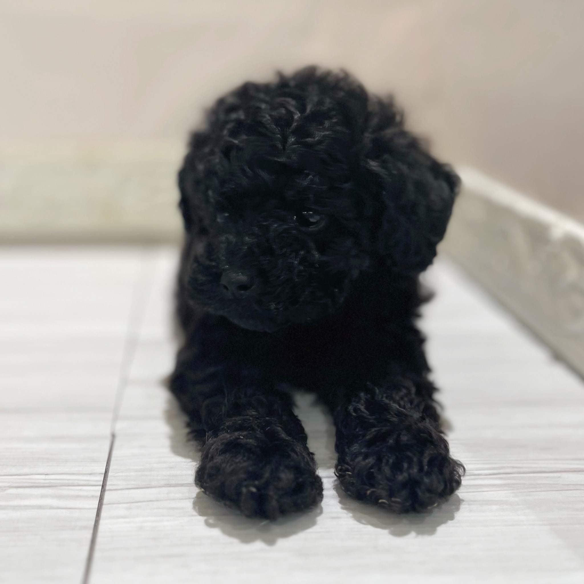 愛知県のトイプードル(トイ) (犬の家＆猫の里春日井本店/2026年3月1日生まれ/男の子/ブラック)の子犬の4枚目の画像