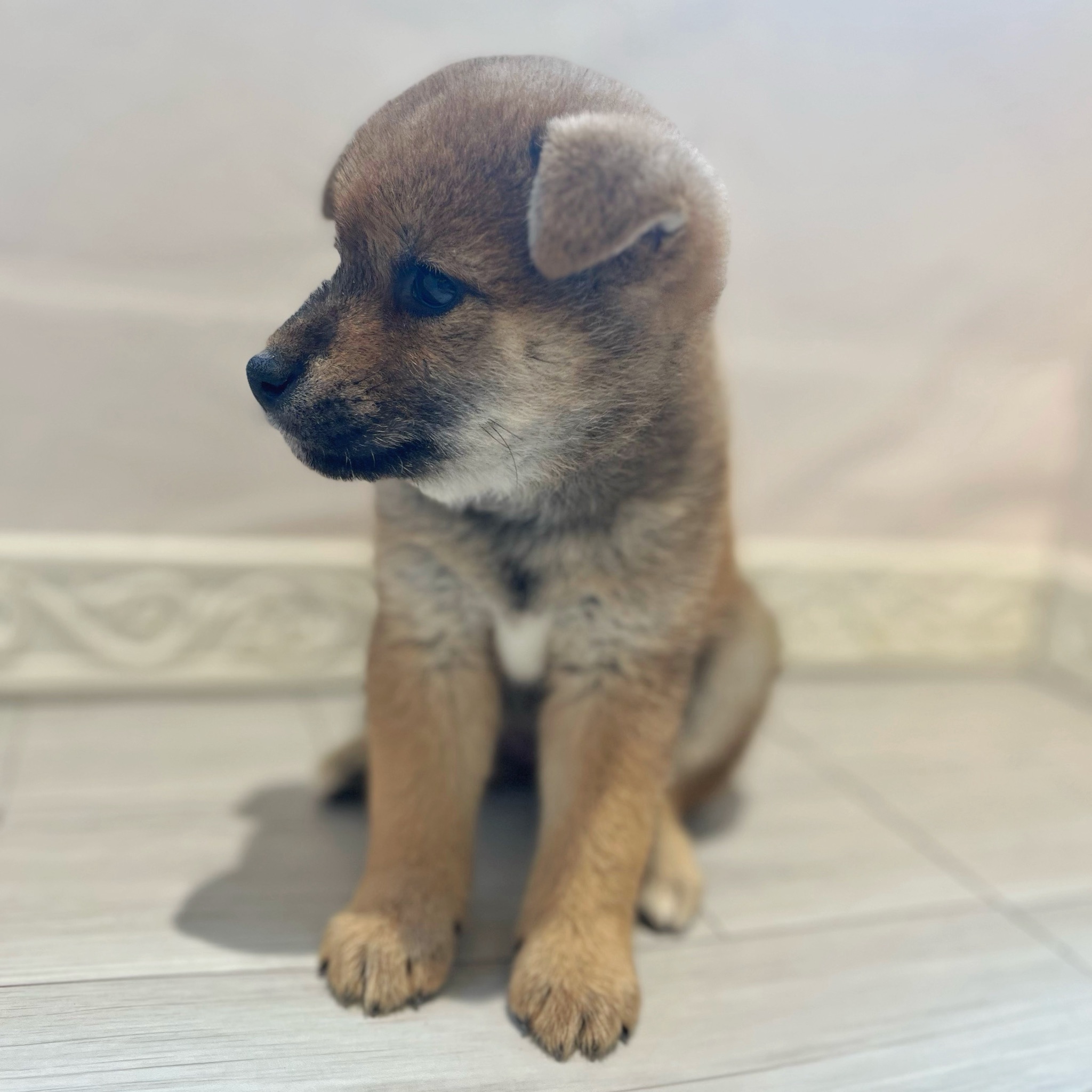愛知県の柴犬(標準サイズ) (犬の家＆猫の里春日井本店/2026年3月4日生まれ/女の子/赤)の子犬の4枚目の画像