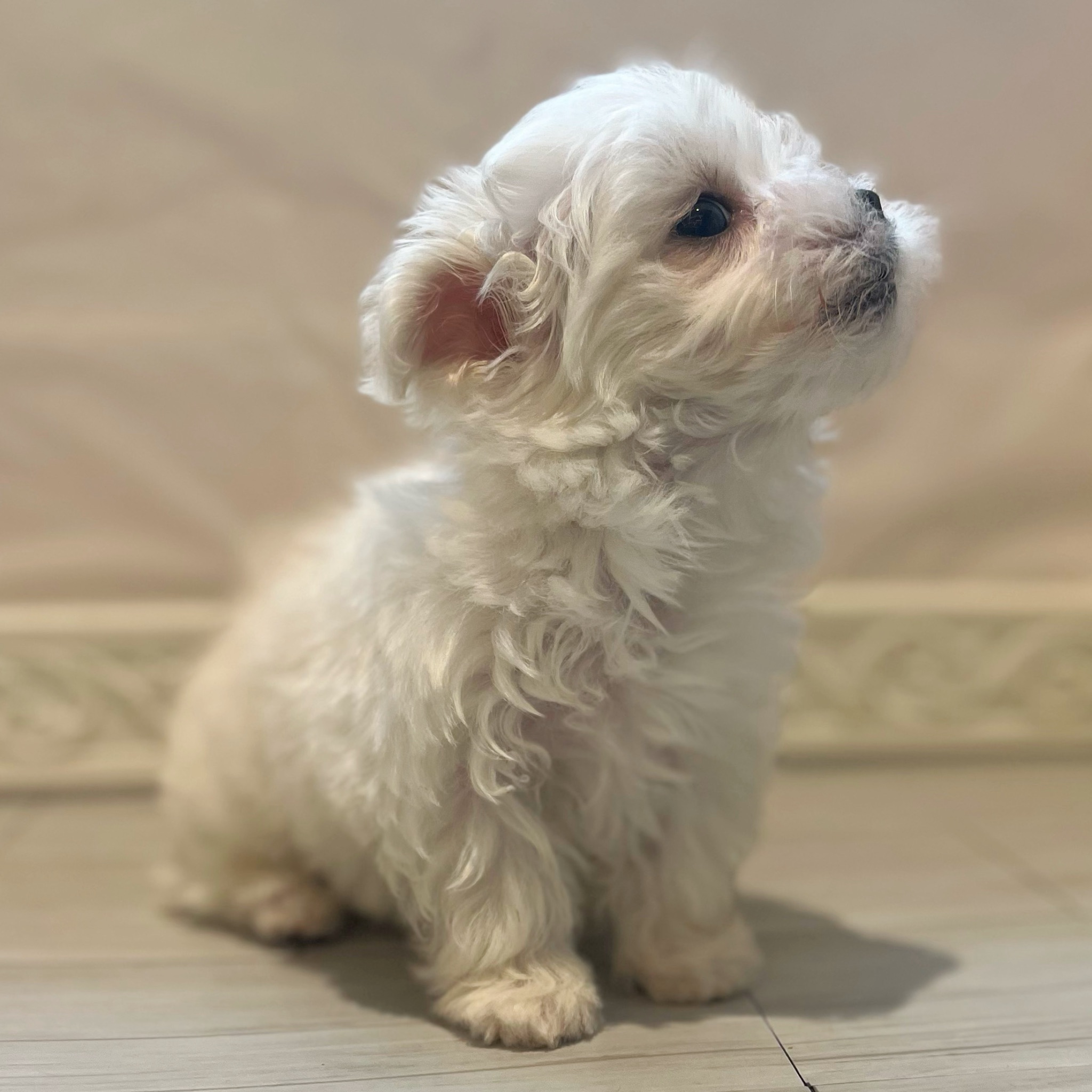 愛知県のマルチーズ (犬の家＆猫の里春日井本店/2026年3月8日生まれ/男の子/ホワイト)の子犬の4枚目の画像
