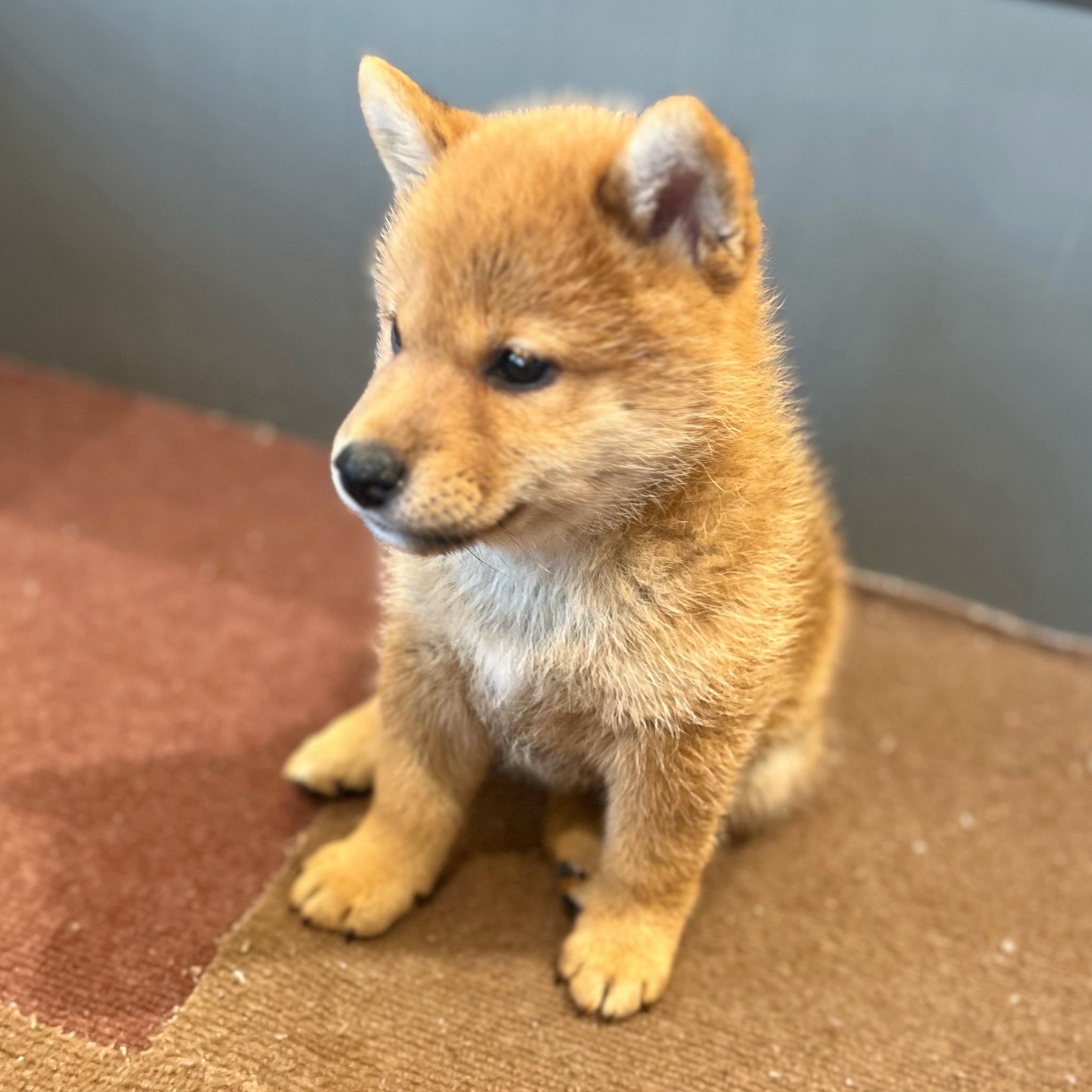 愛知県の柴犬(標準サイズ) (犬の家＆猫の里春日井本店/2026年3月10日生まれ/女の子/赤)の子犬の4枚目の画像