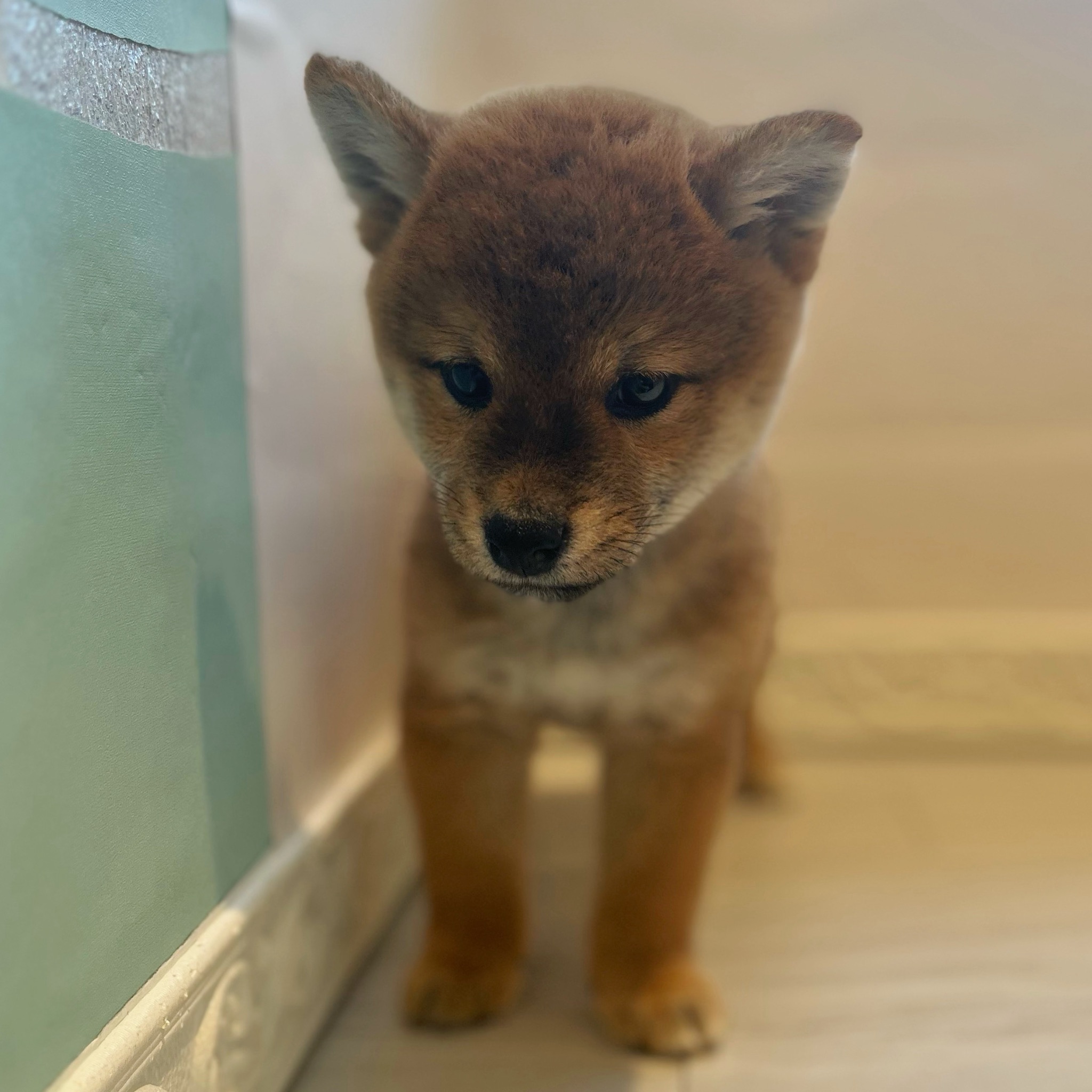 愛知県の柴犬(標準サイズ) (犬の家＆猫の里春日井本店/2026年3月30日生まれ/男の子/赤)の子犬の4枚目の画像