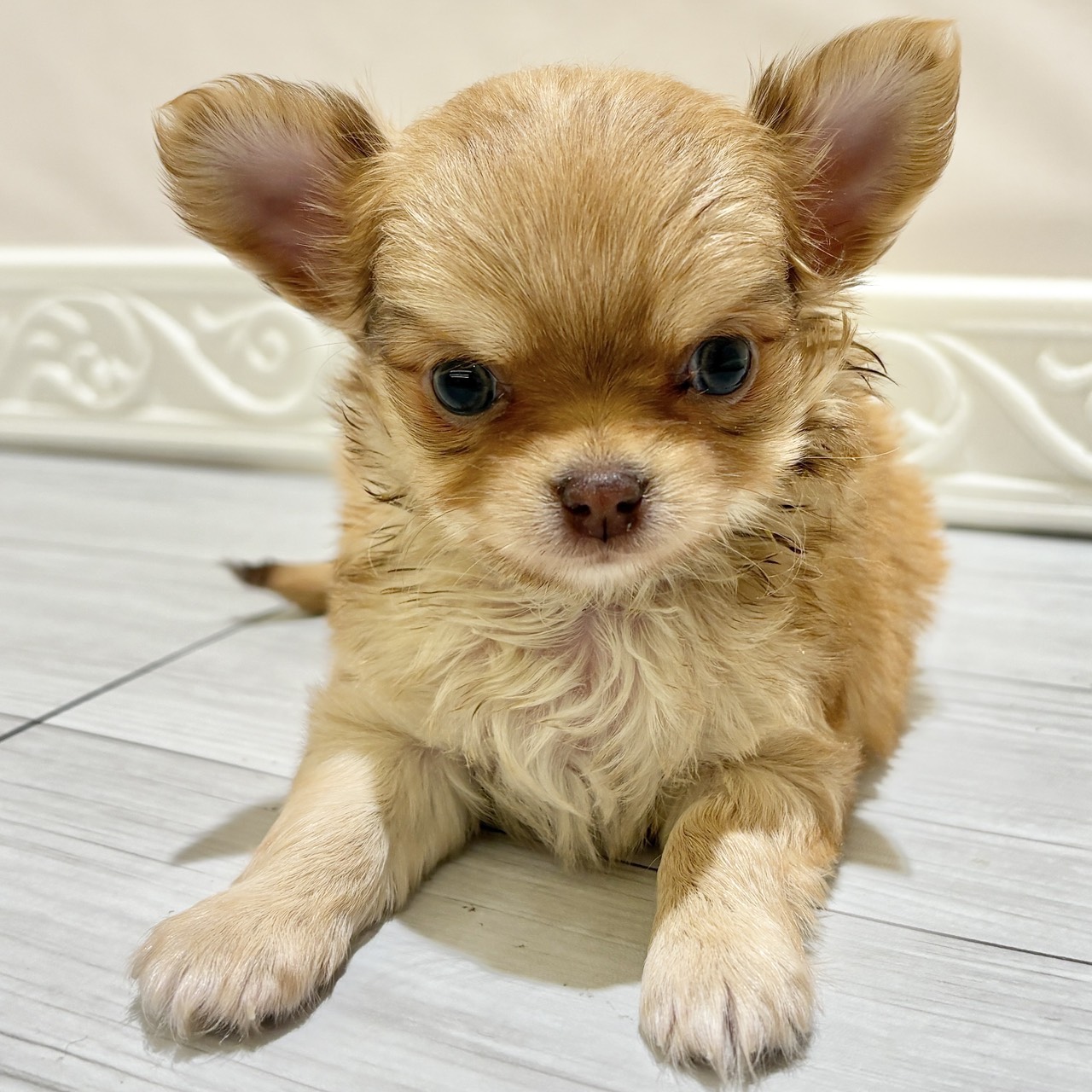 愛知県のチワワ(ロング) (犬の家＆猫の里春日井本店/2025年10月28日生まれ/男の子/フォーン)の子犬の4枚目の画像