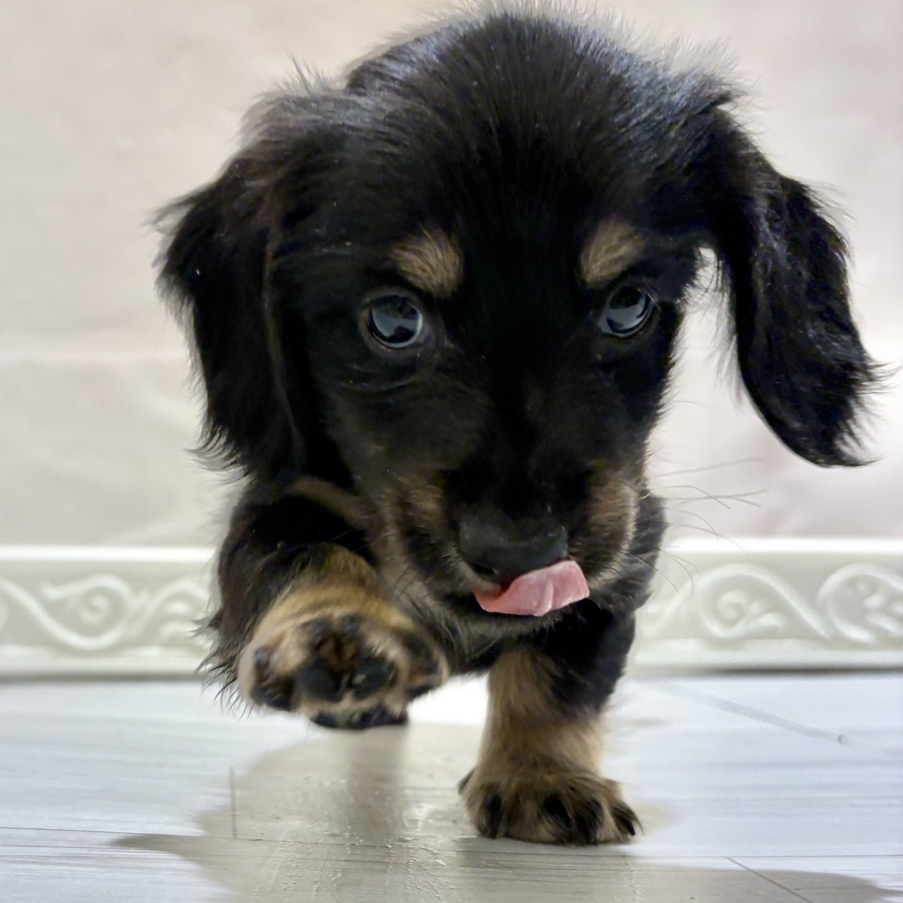 愛知県のミニチュアダックスフンド(ロング) (犬の家＆猫の里春日井本店/2025年10月28日生まれ/男の子/ブラックタン)の子犬の4枚目の画像