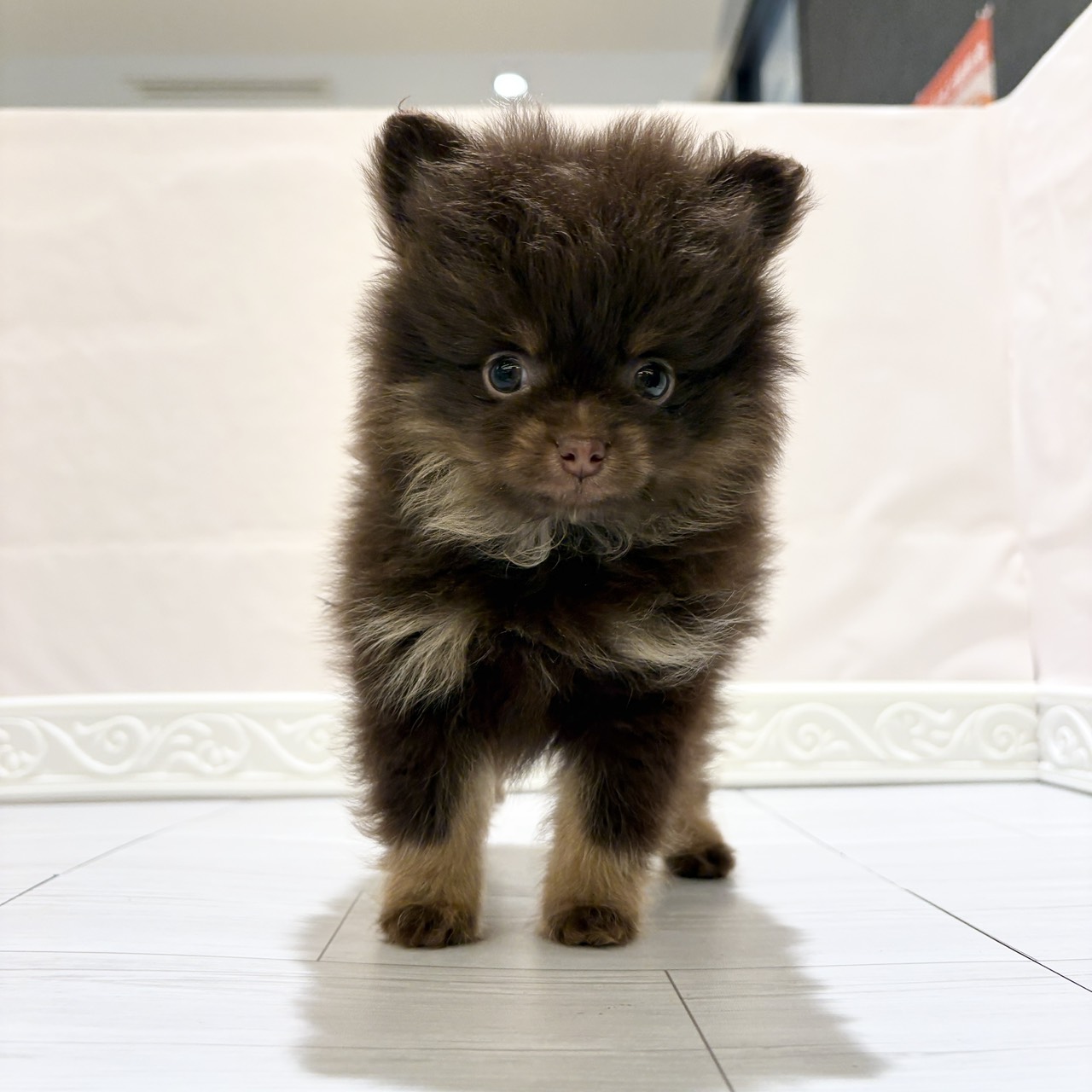 愛知県のポメラニアン (犬の家＆猫の里春日井本店/2025年10月26日生まれ/男の子/チョコレートタン)の子犬の4枚目の画像