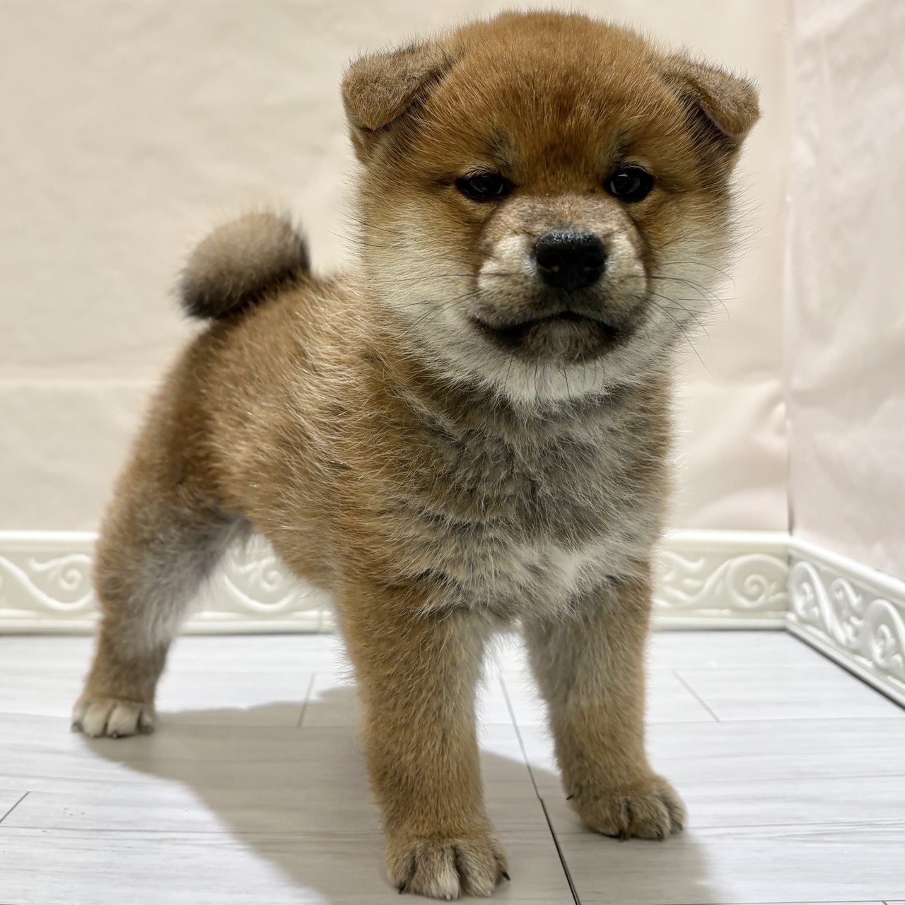 愛知県の柴犬(標準サイズ) (犬の家＆猫の里春日井本店/2025年10月26日生まれ/男の子/赤)の子犬の4枚目の画像