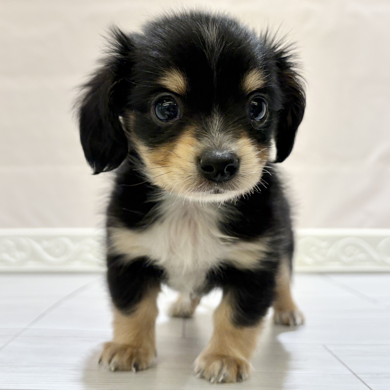 愛知県のチワックス(チワワ×ダックス) (犬の家＆猫の里春日井本店/2025年10月26日生まれ/男の子/ブラックイエロー)の子犬の4枚目の画像