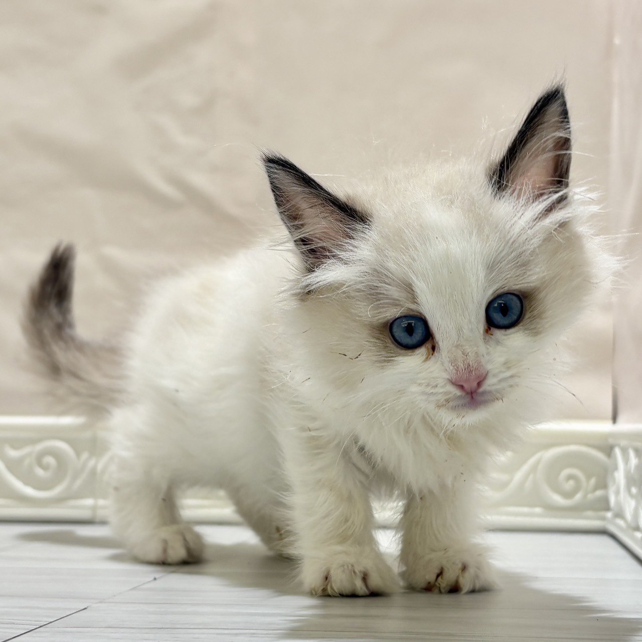 愛知県のラグドール (犬の家＆猫の里春日井本店/2025年10月23日生まれ/女の子/シールポイントバイカラー)の子猫の4枚目の画像